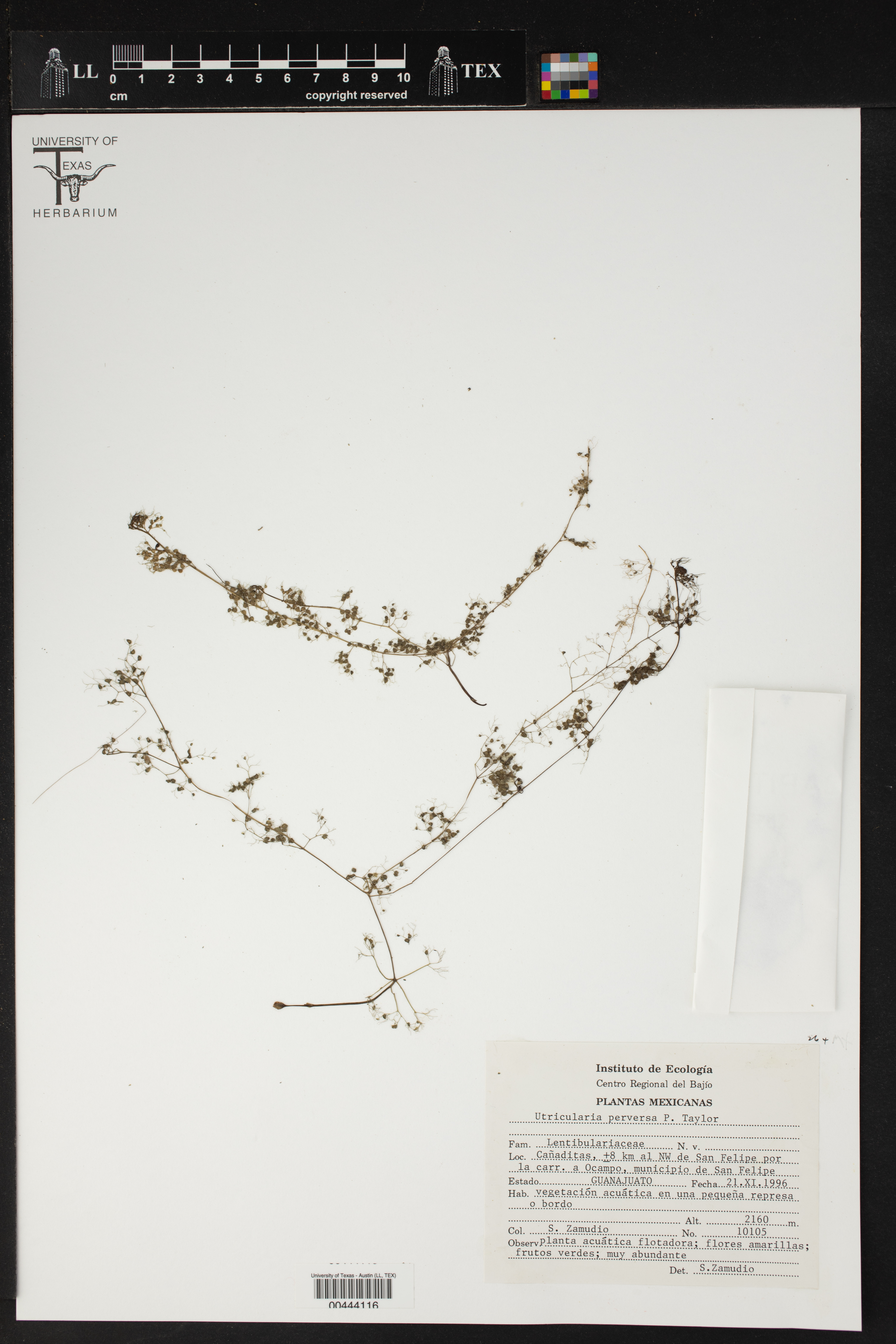 Utricularia perversa