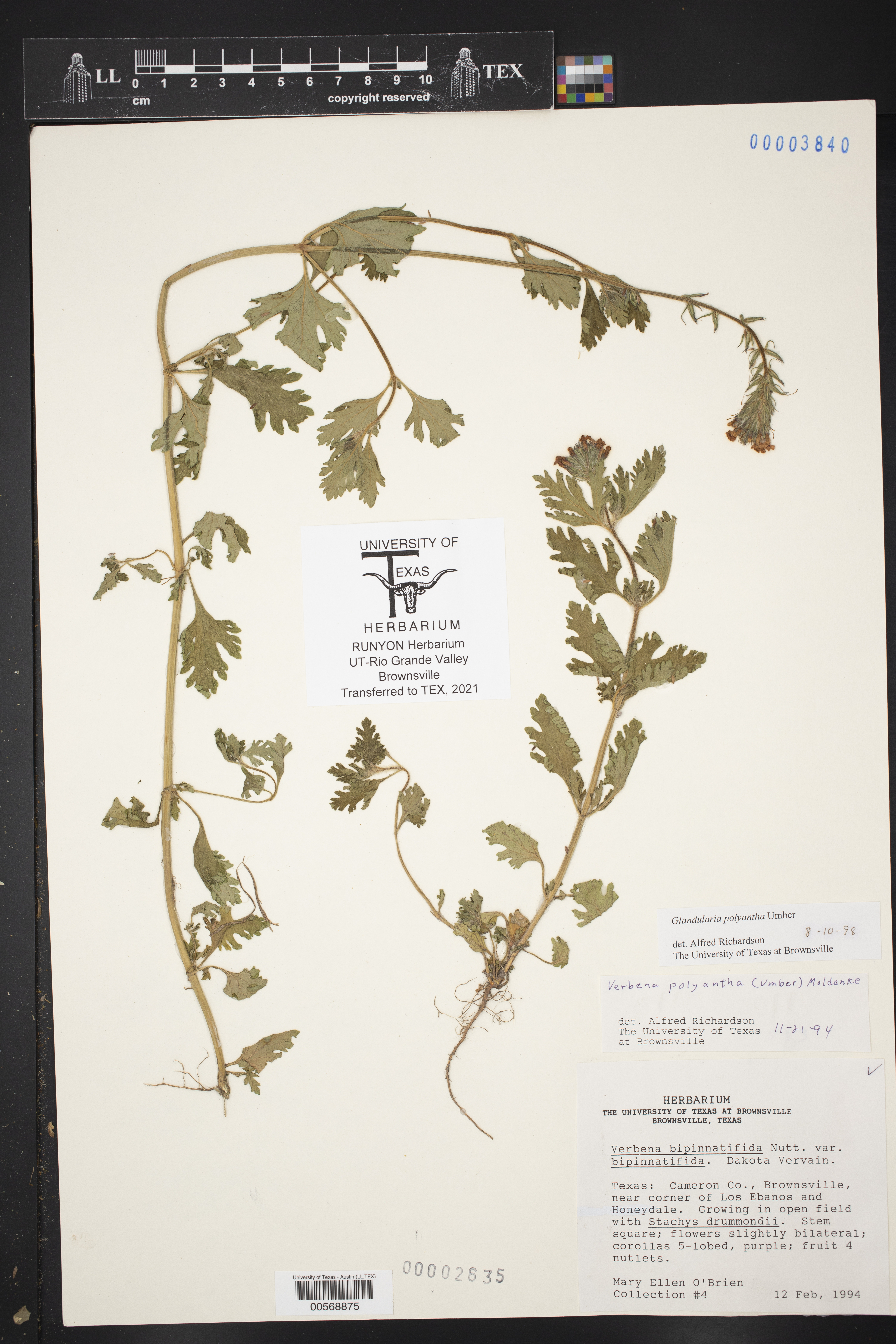 Glandularia polyantha