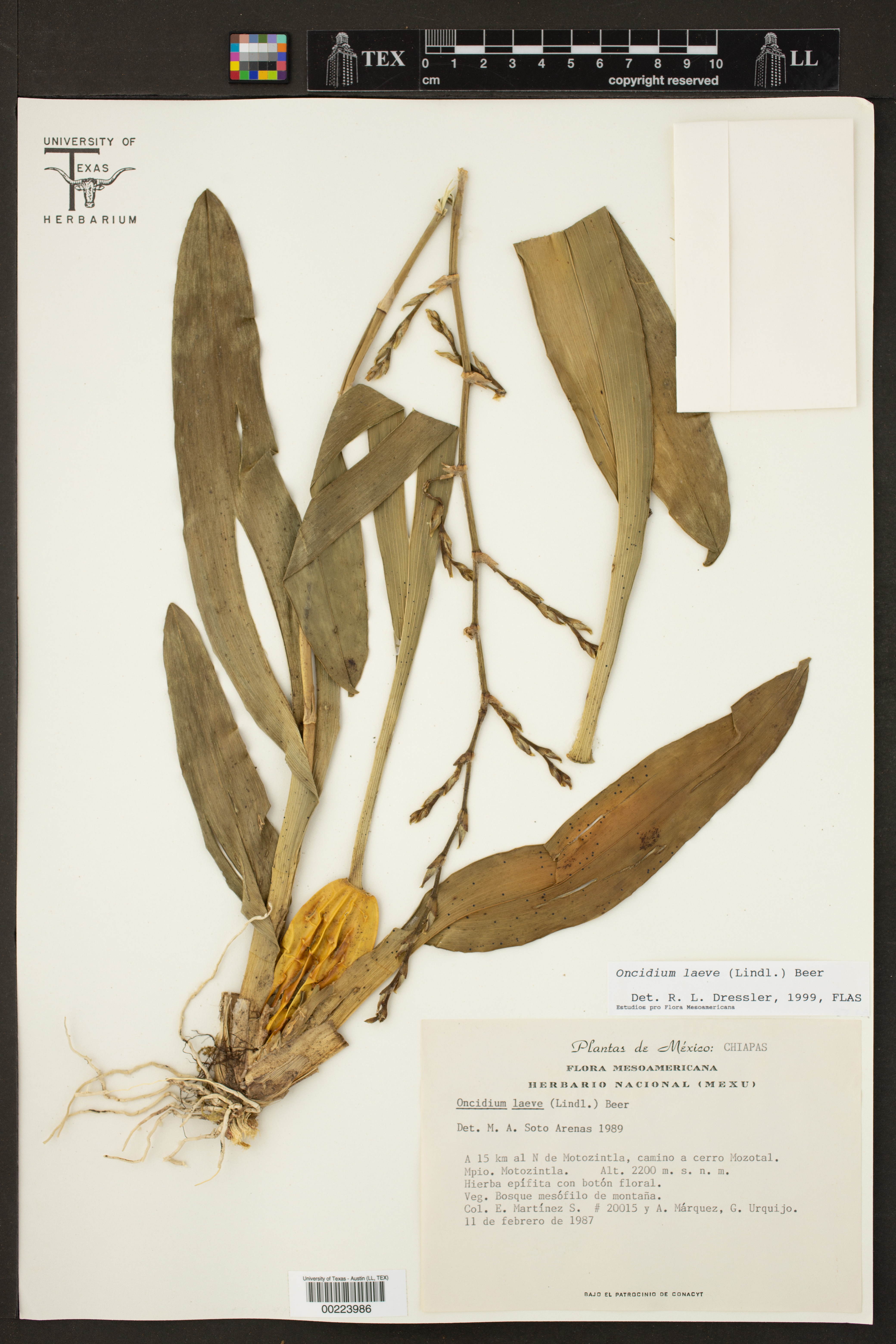Oncidium laeve