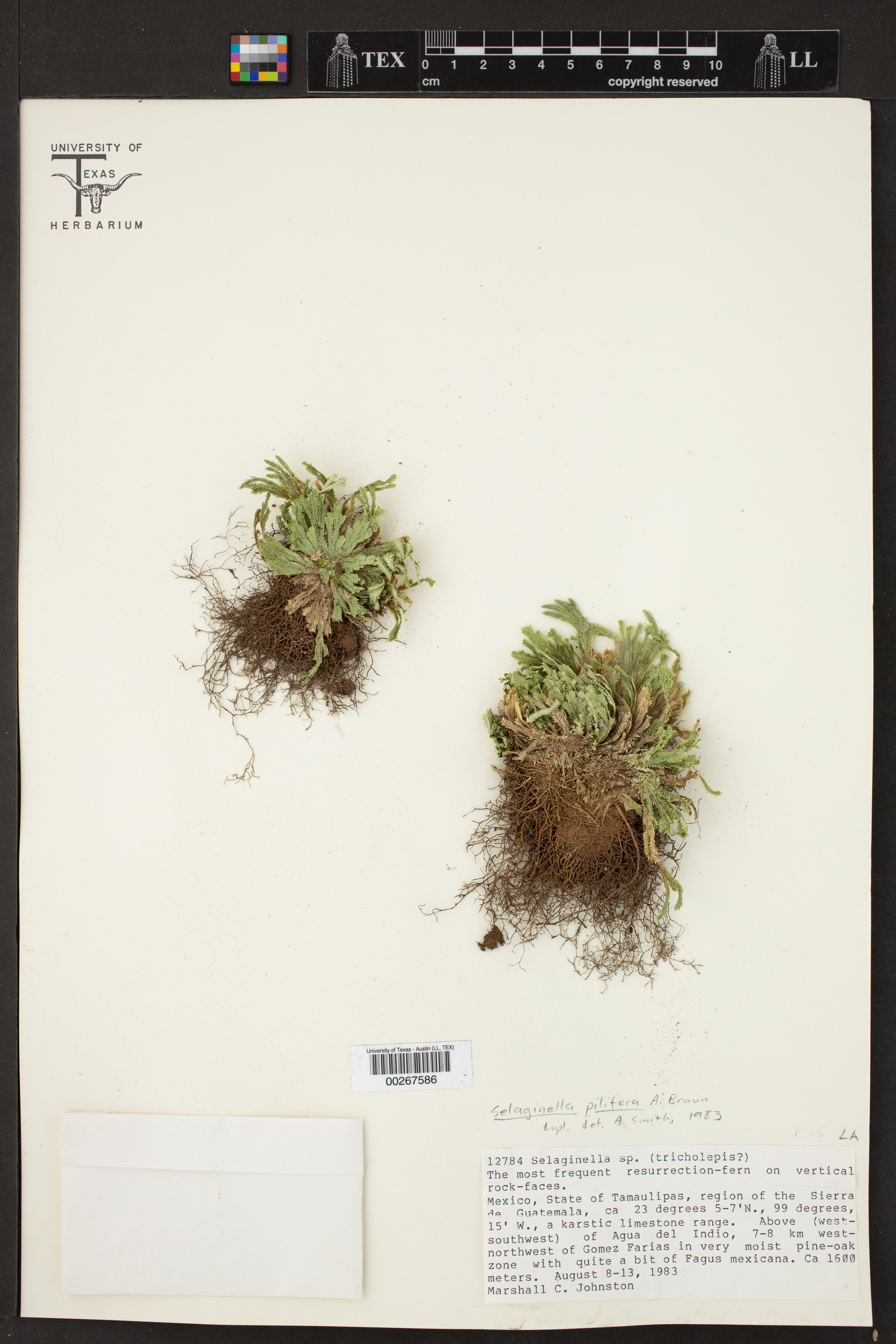 Selaginella pilifera image