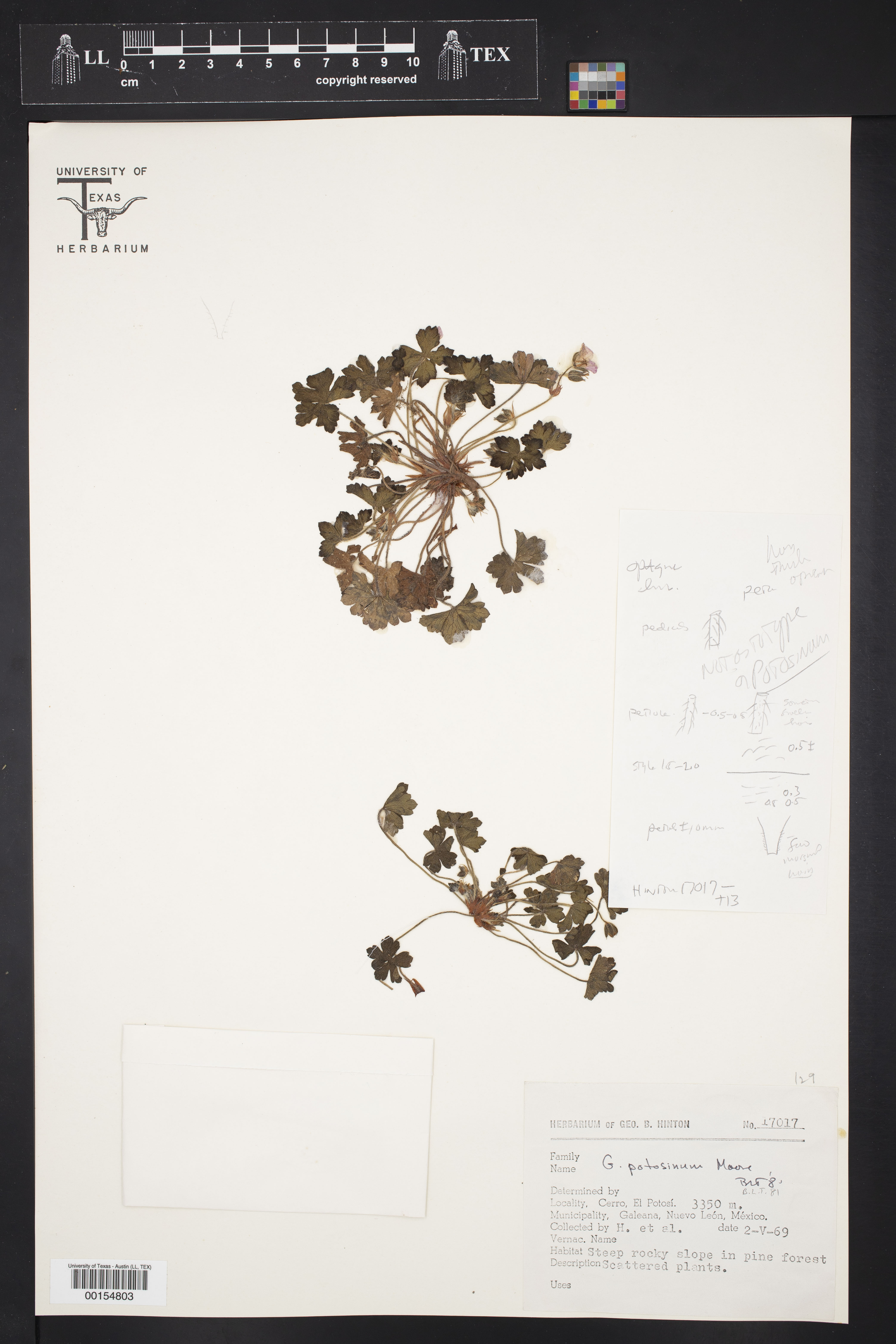 Geranium potosinum