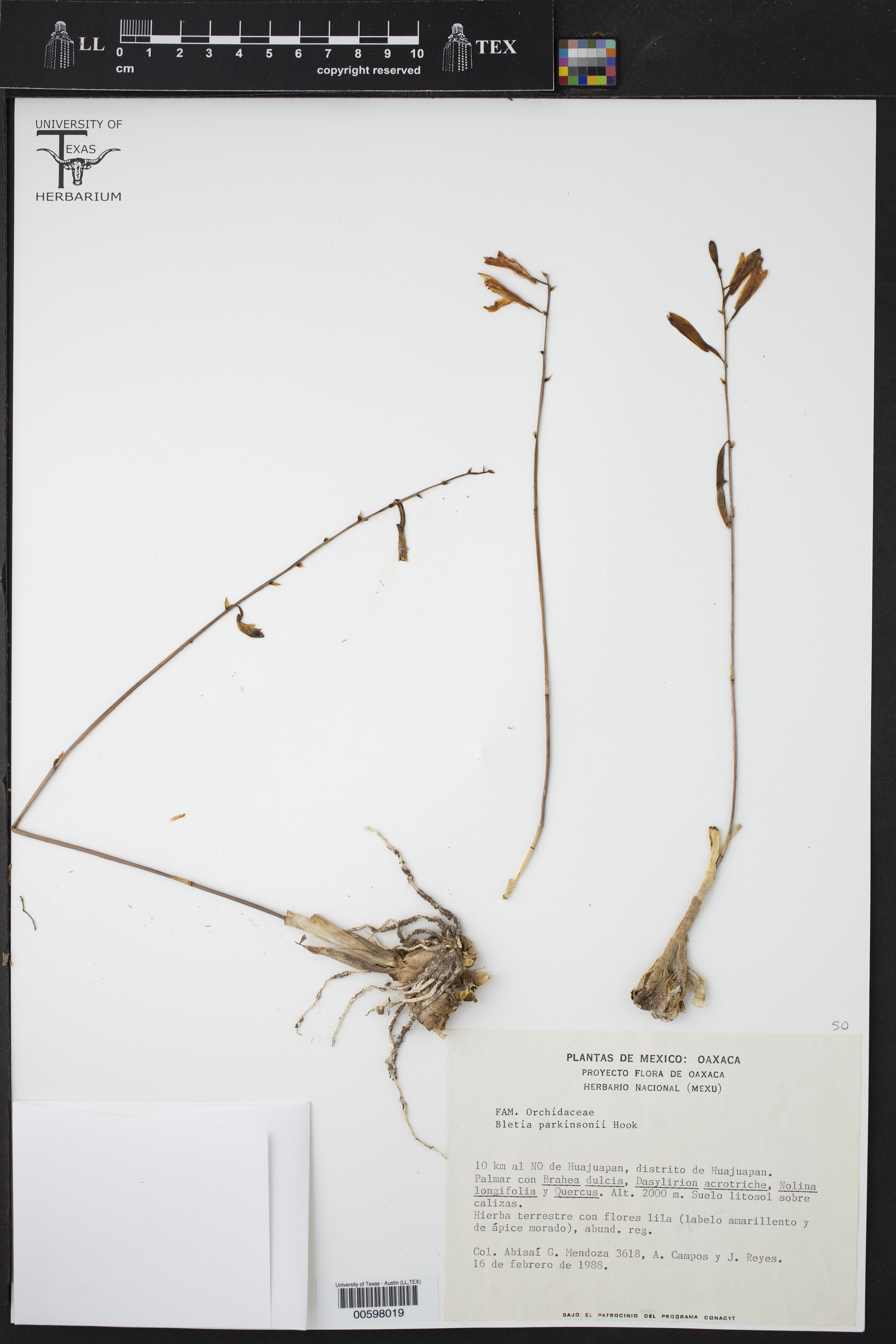 Bletia parkinsonii thumbnail