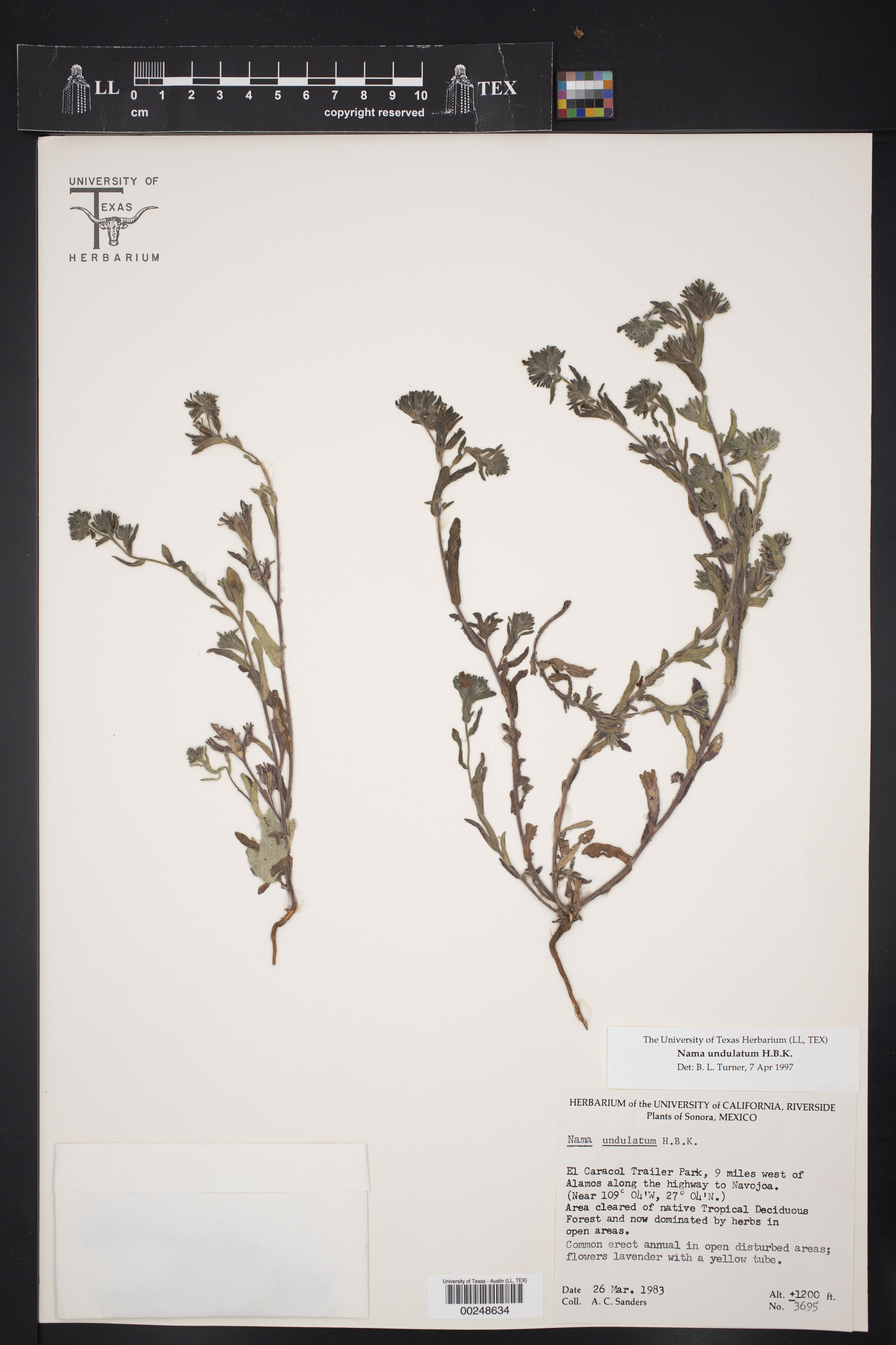 Nama undulata