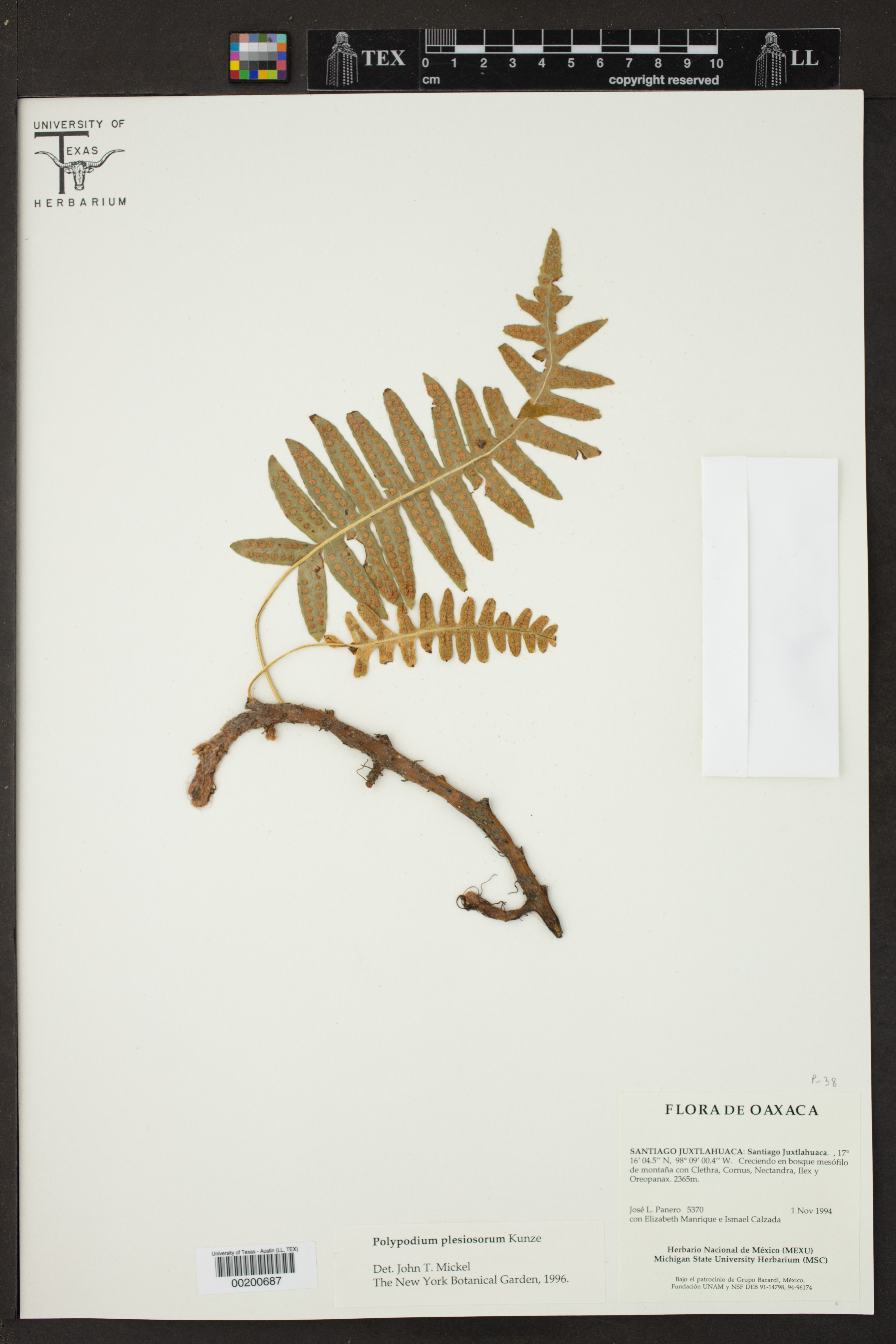 Polypodium plesiosorum image