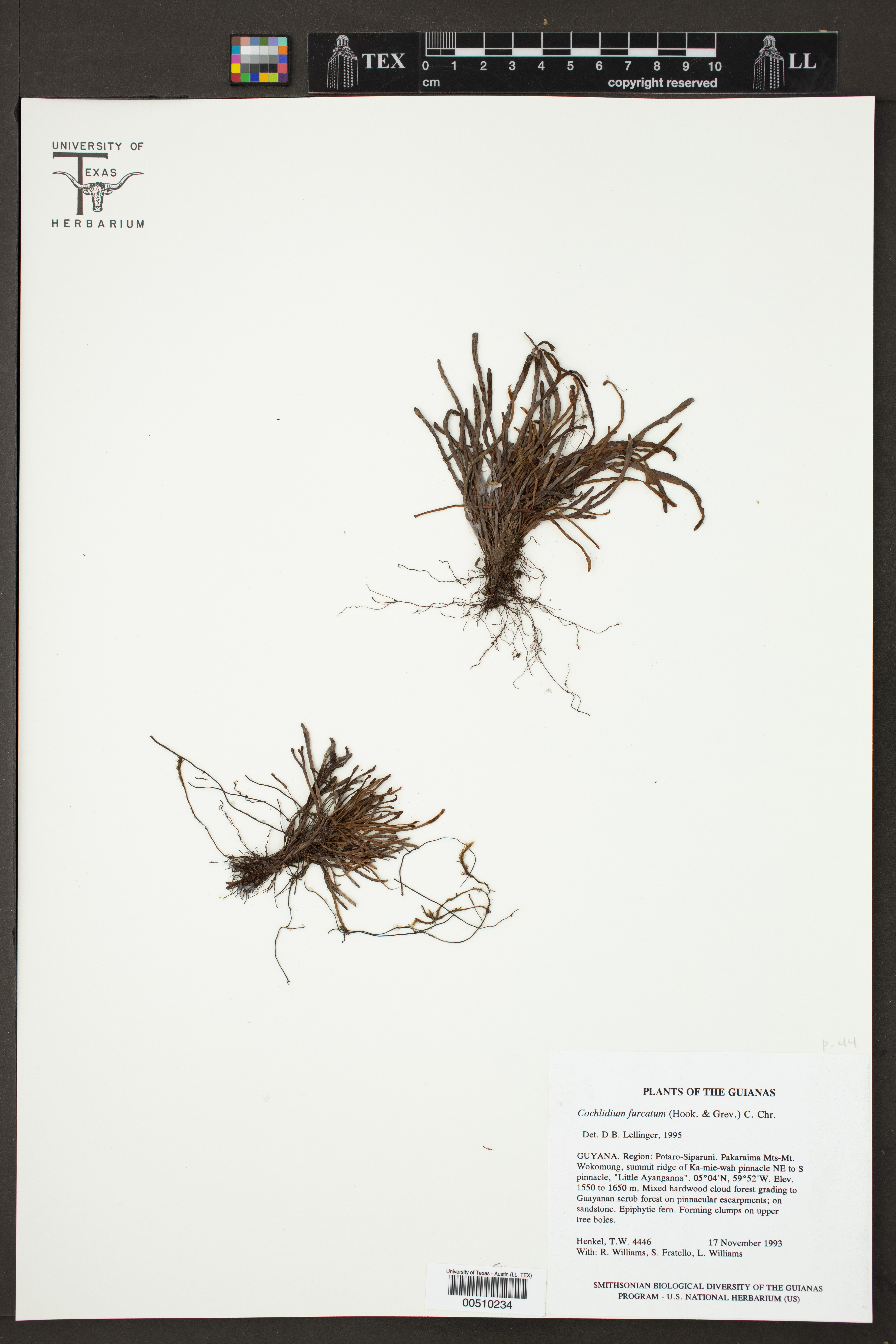 Cochlidium furcatum image
