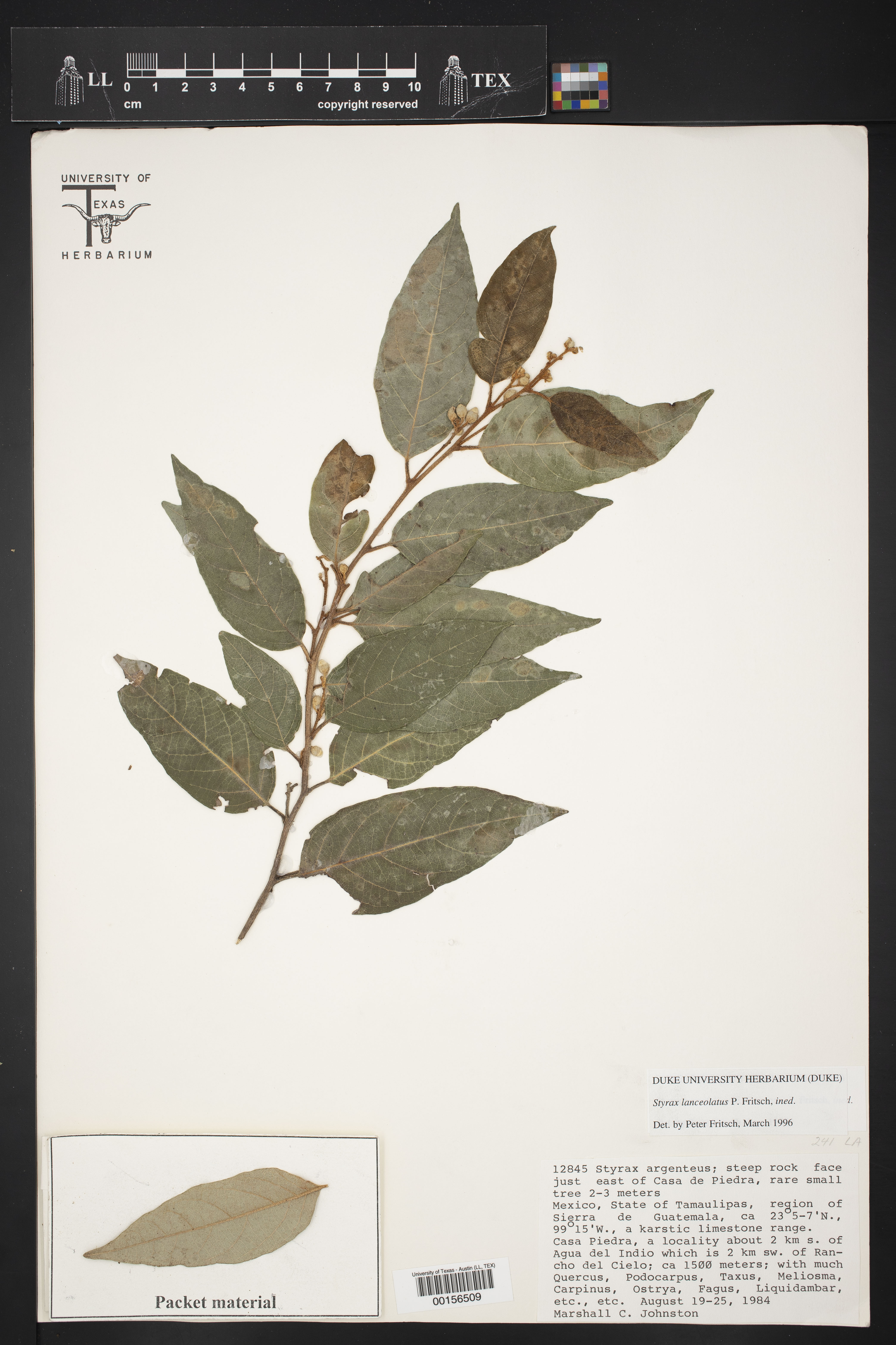 Styrax lanceolatus