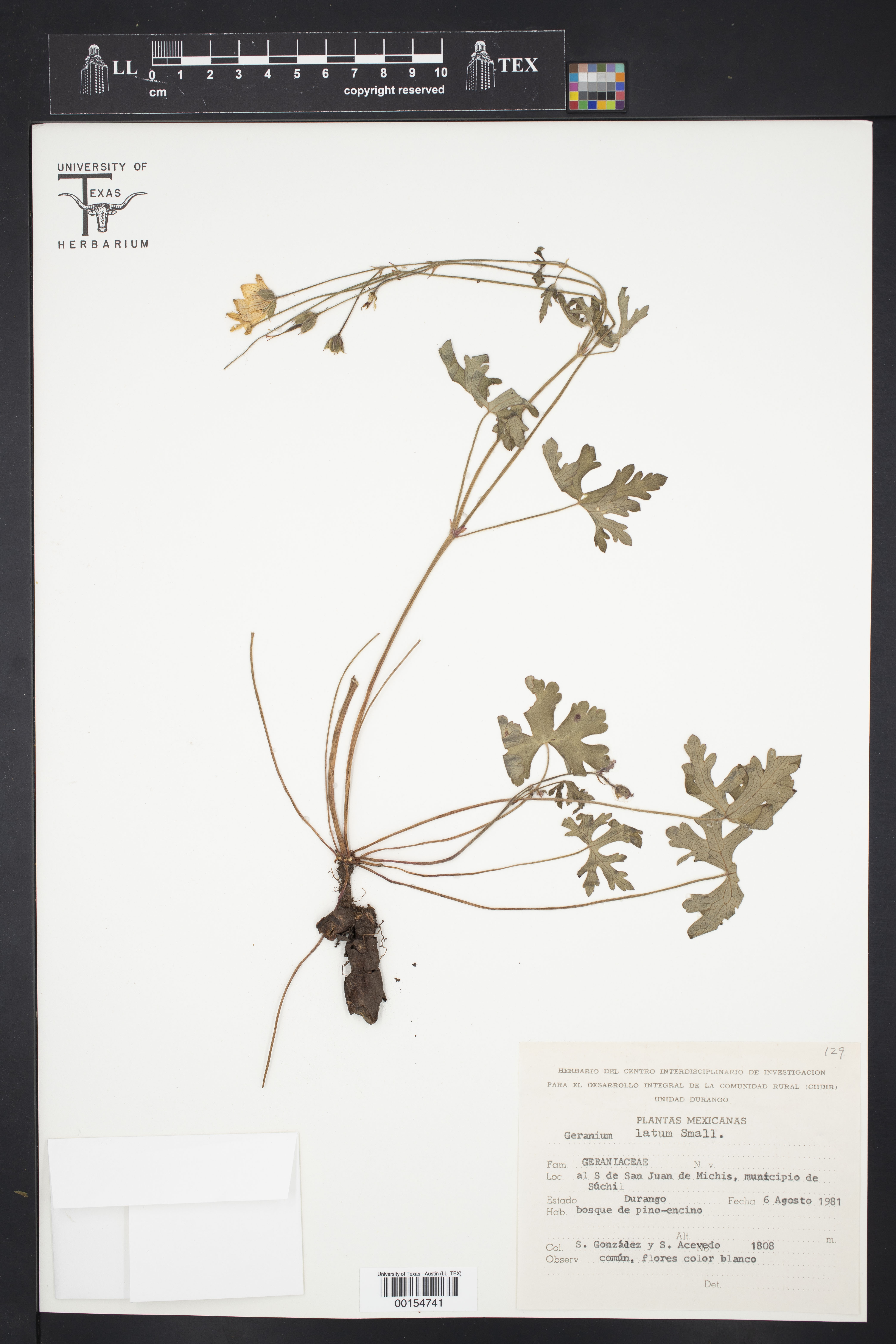 Geranium latum