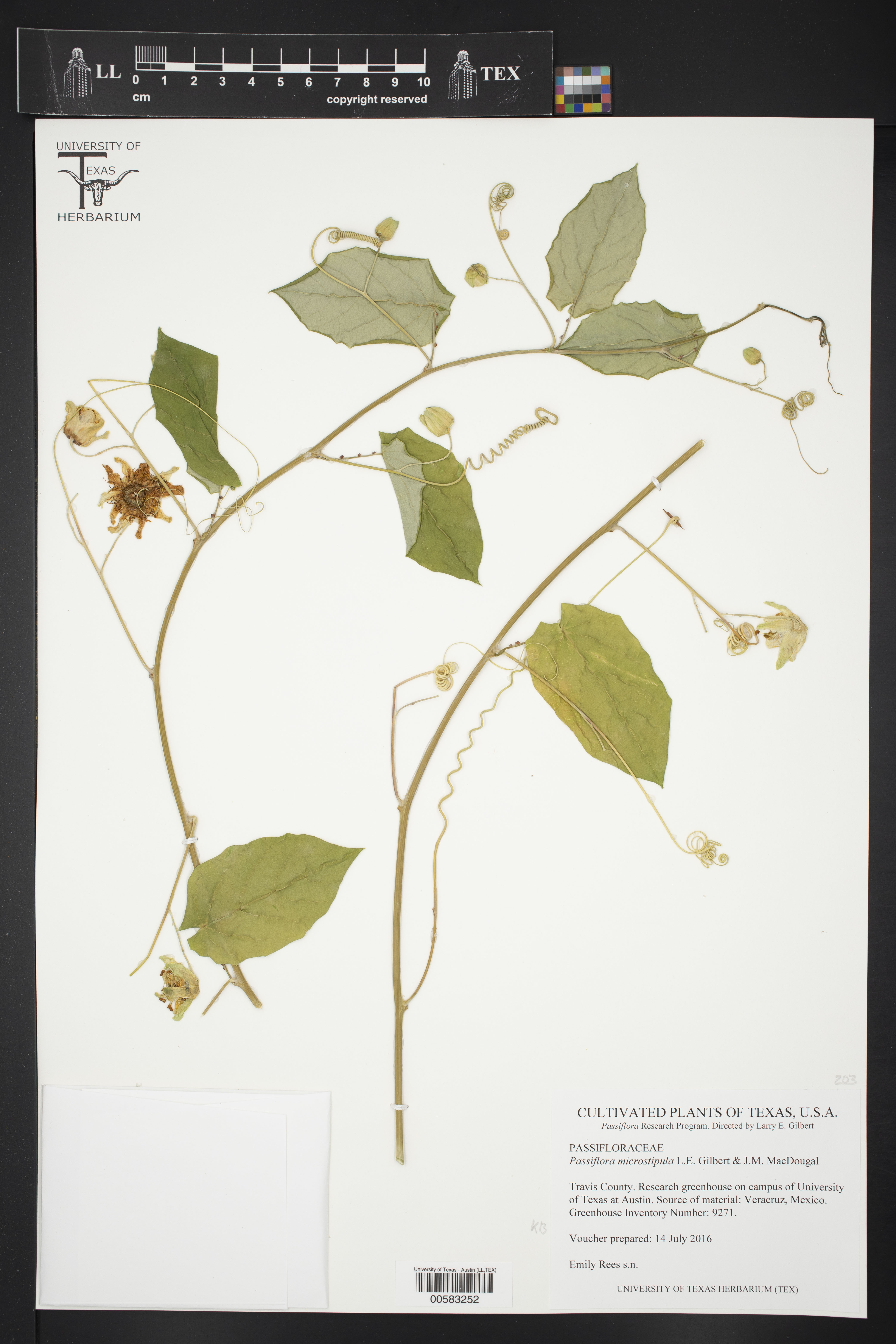 Passiflora microstipula