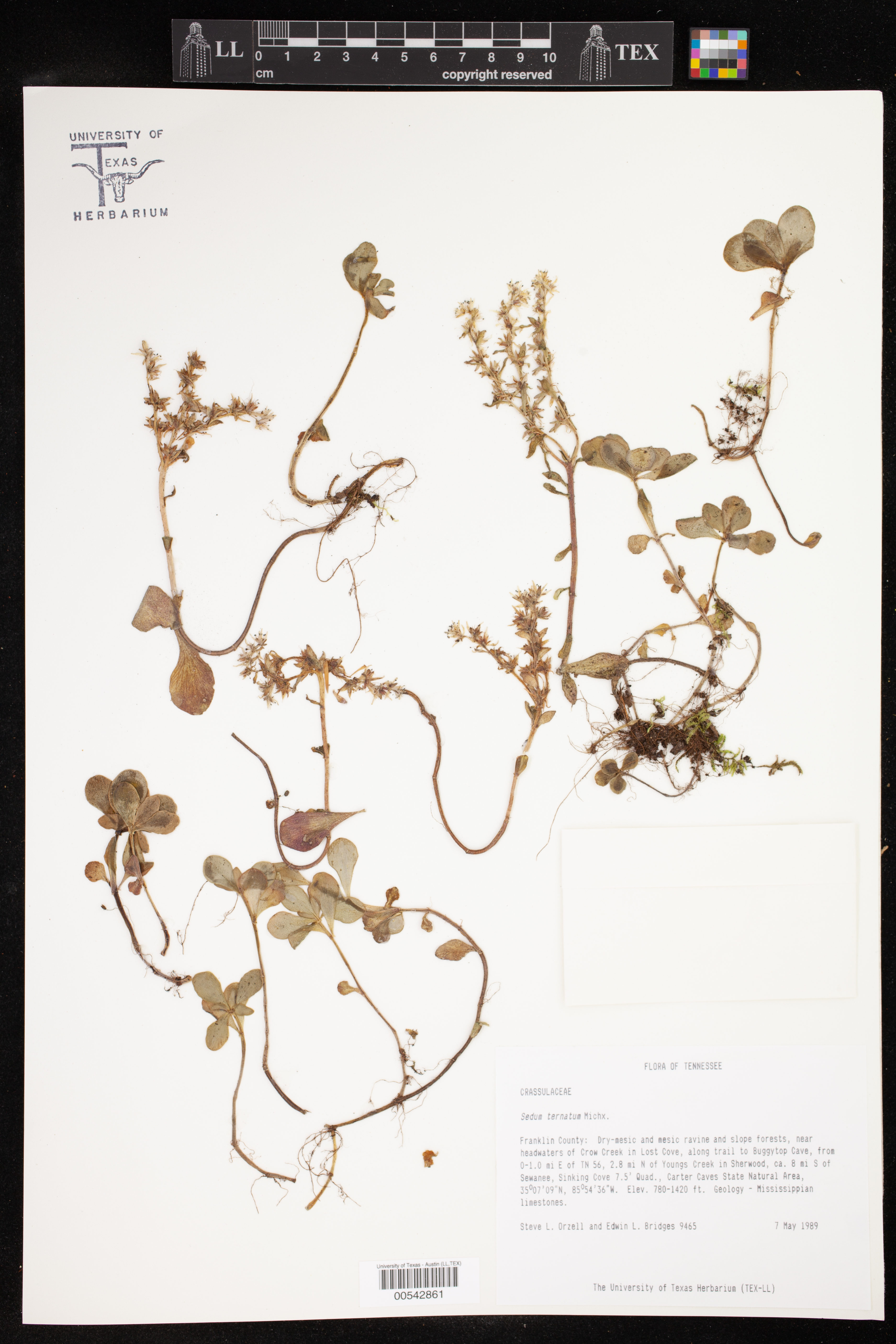 Sedum ternatum