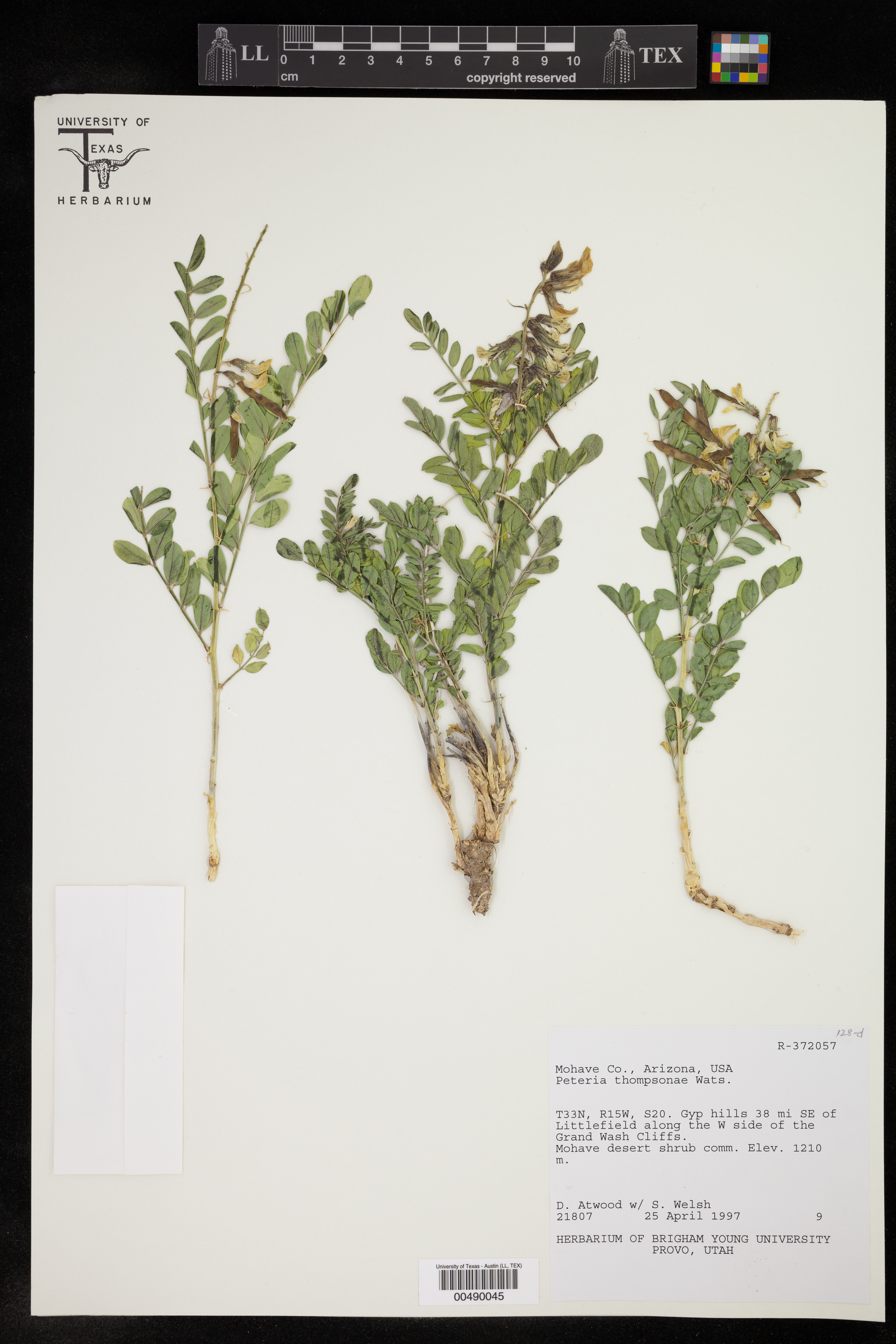 Peteria thompsoniae