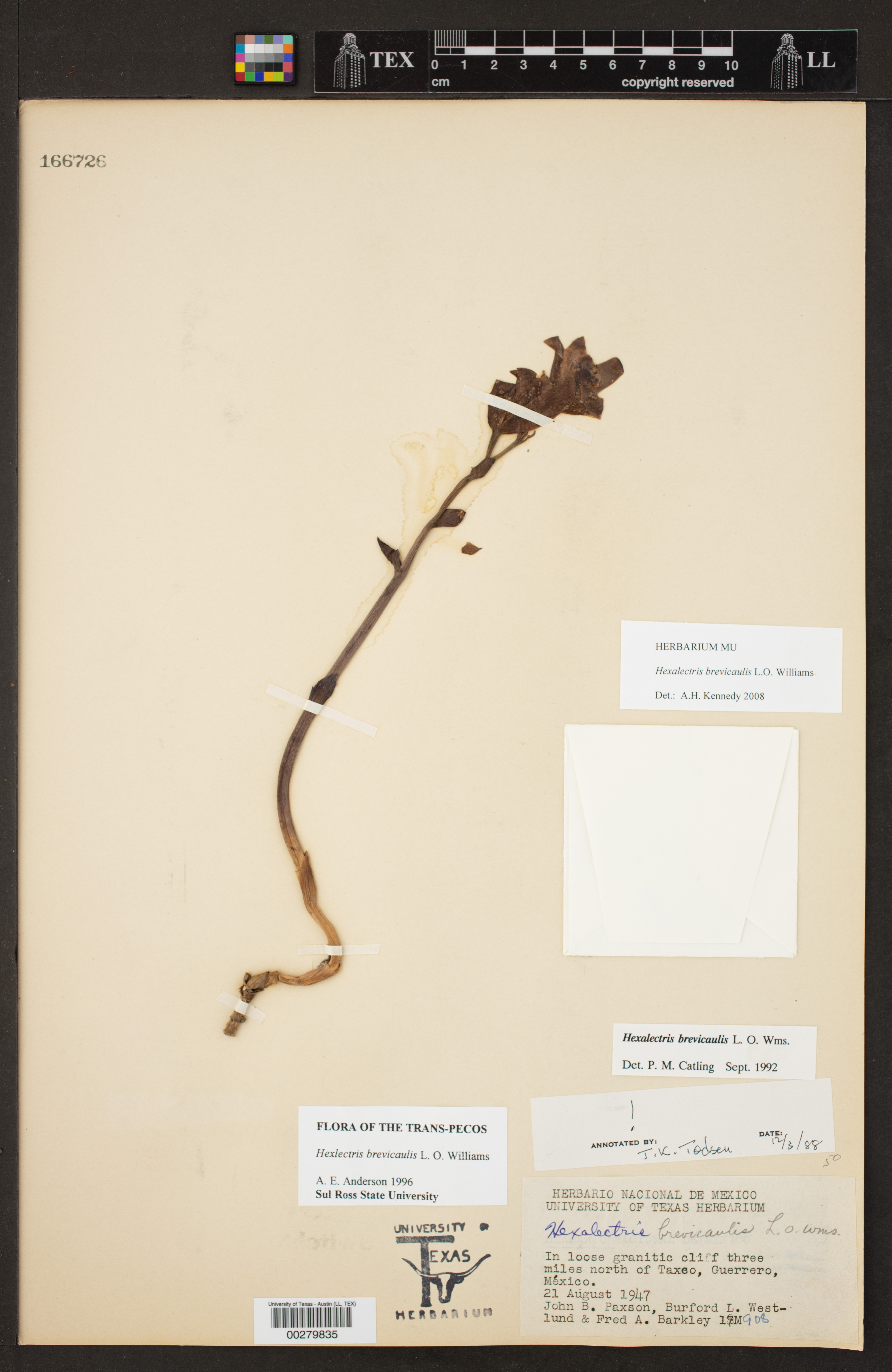 Hexalectris brevicaulis