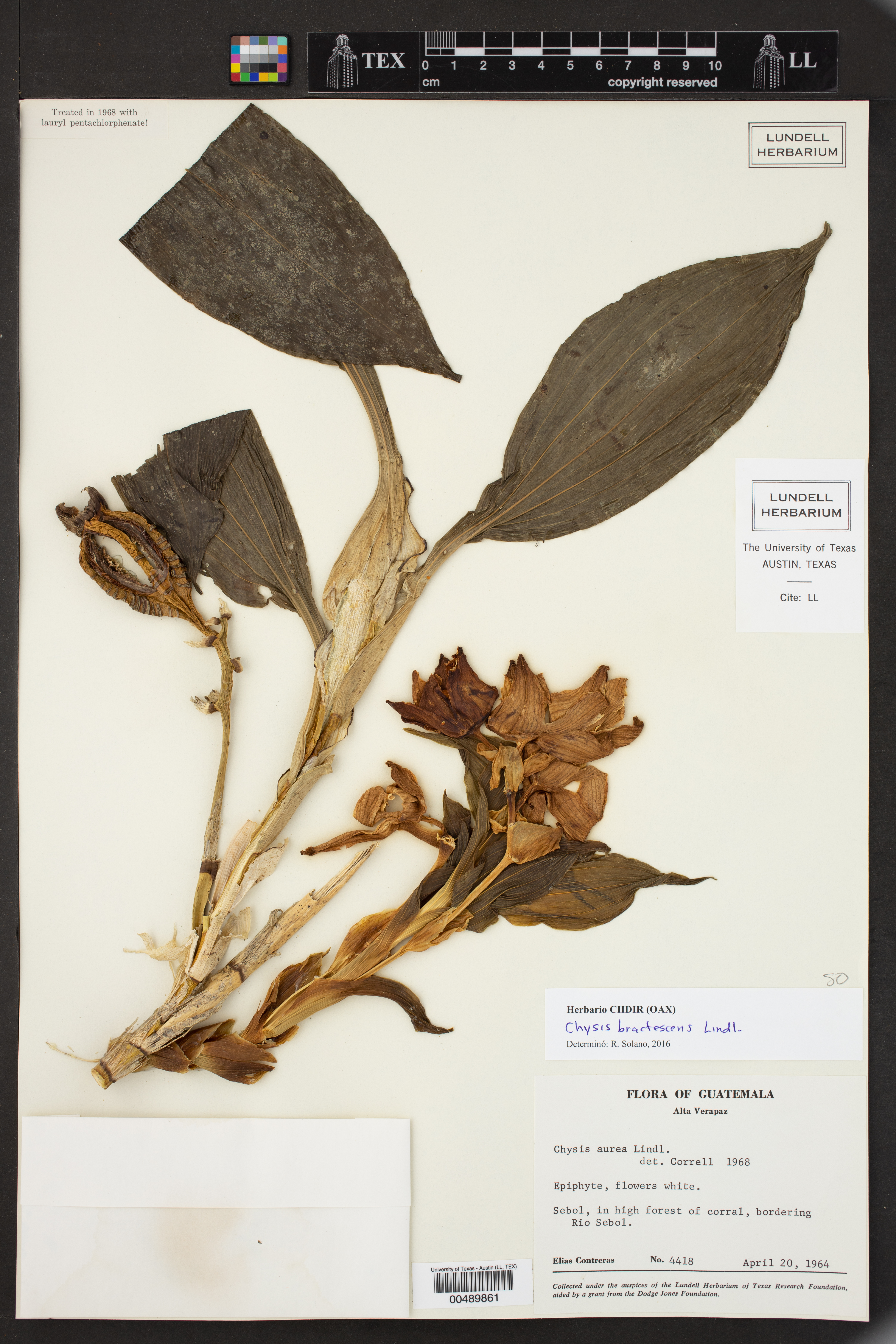 Chysis bractescens thumbnail