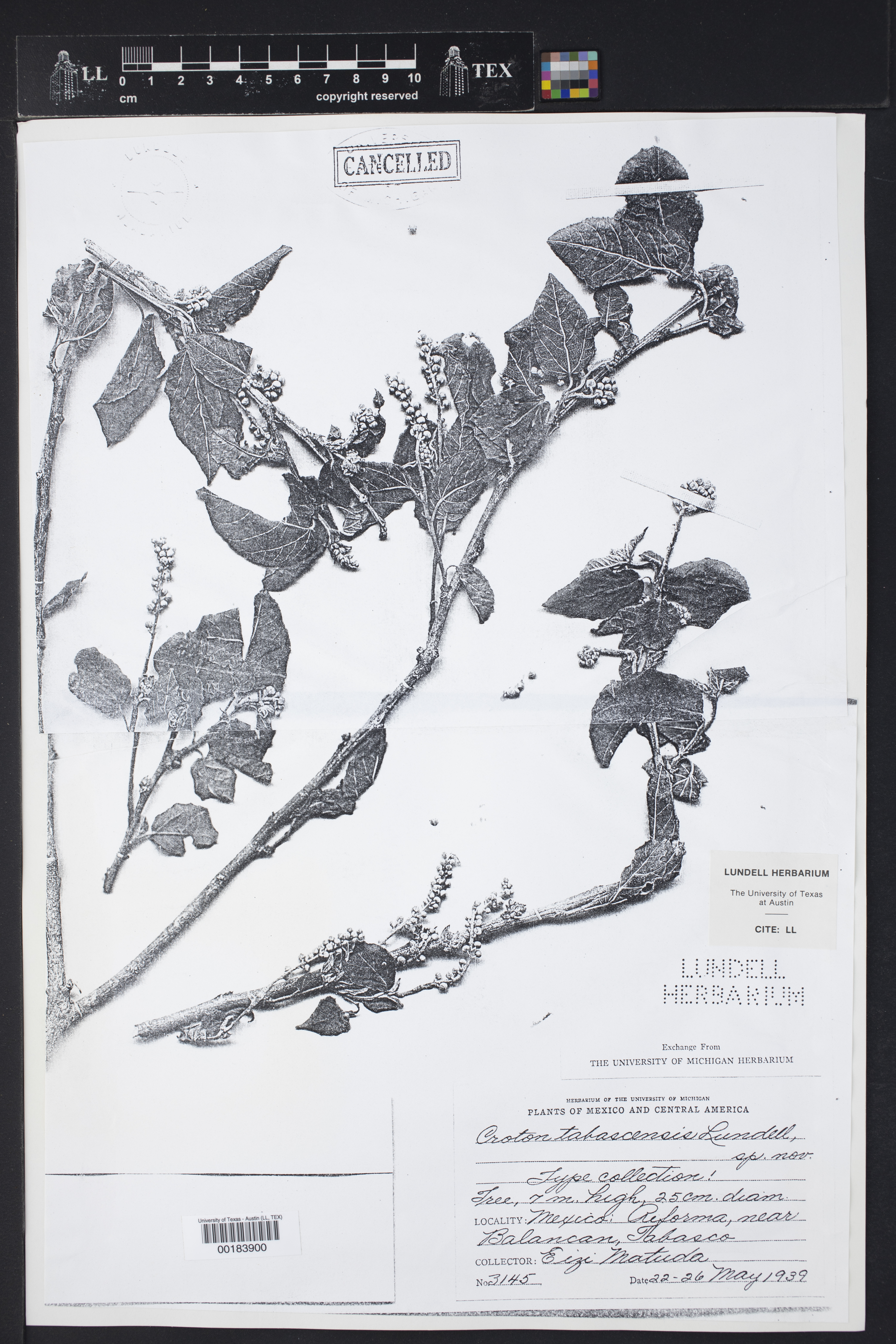 Croton tabascensis