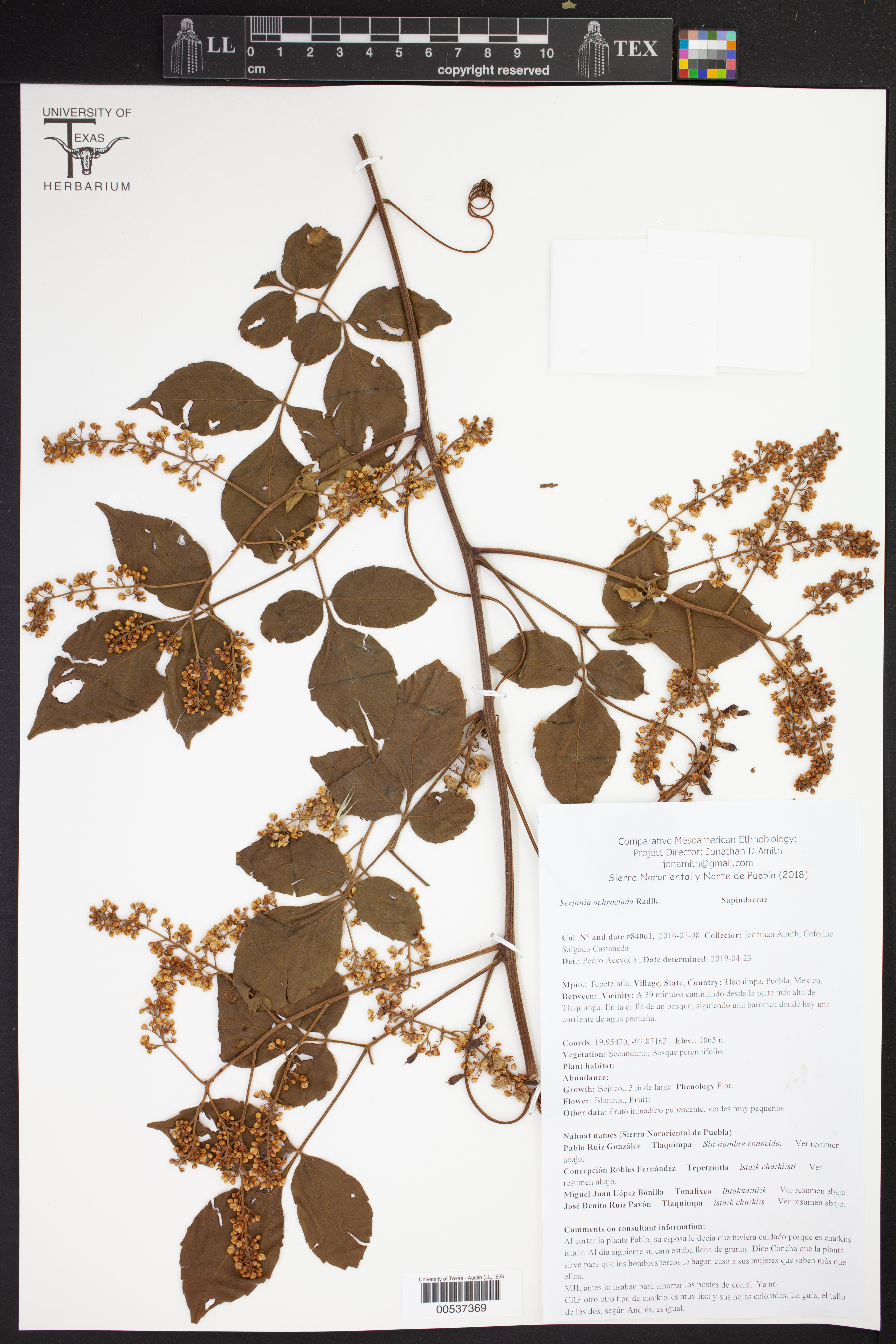 Serjania ochroclada