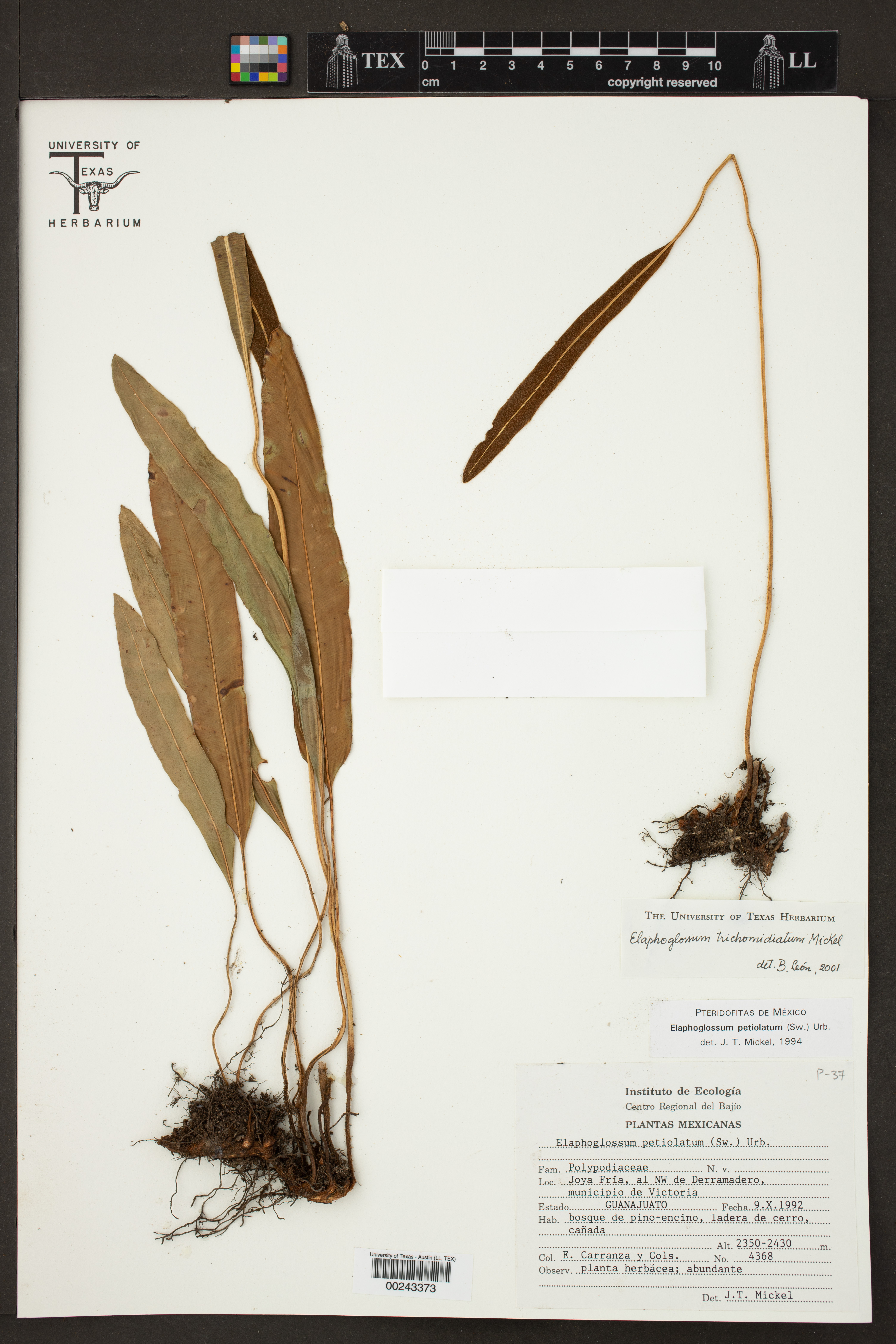 Elaphoglossum potosianum image