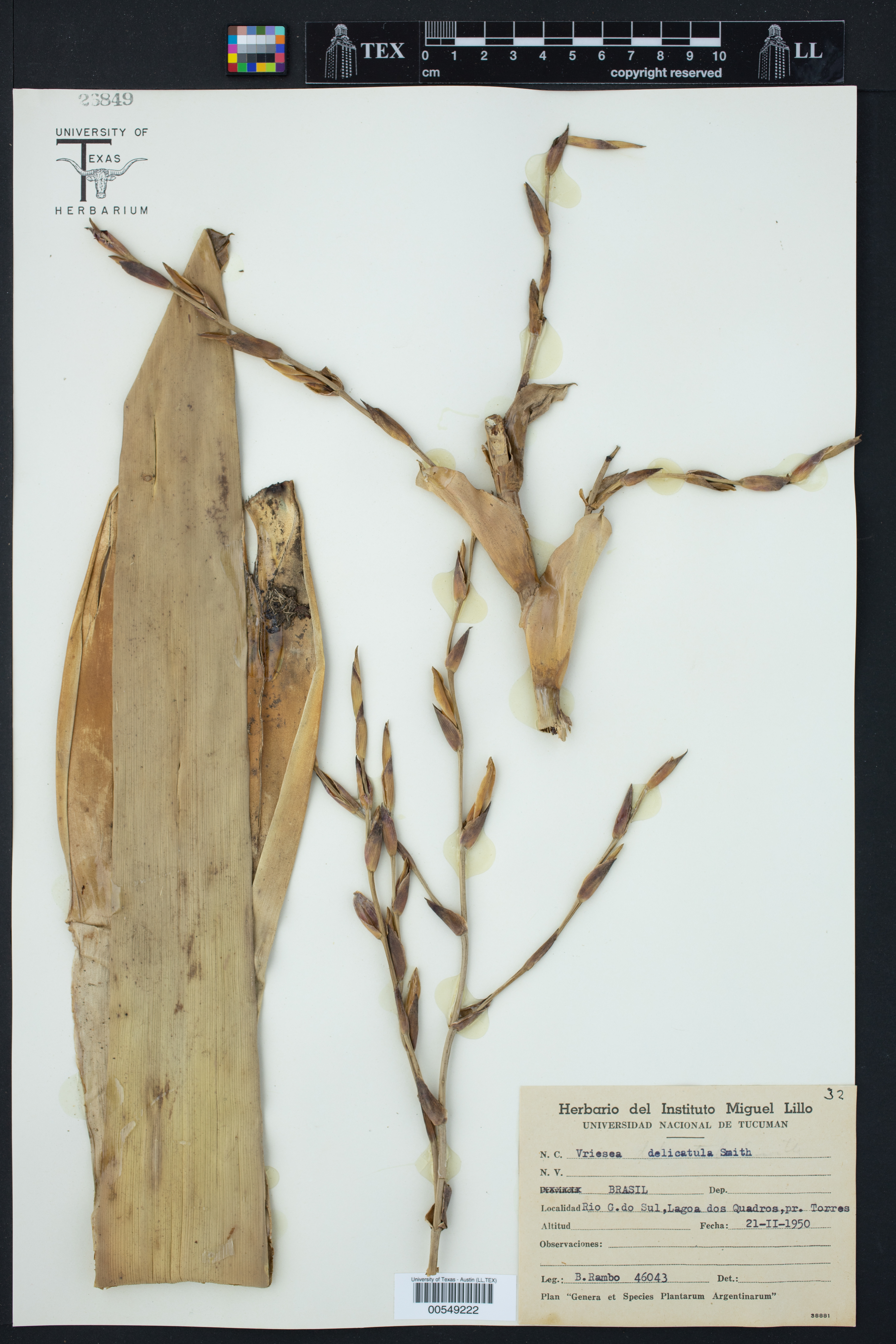 Vriesea delicatula thumbnail