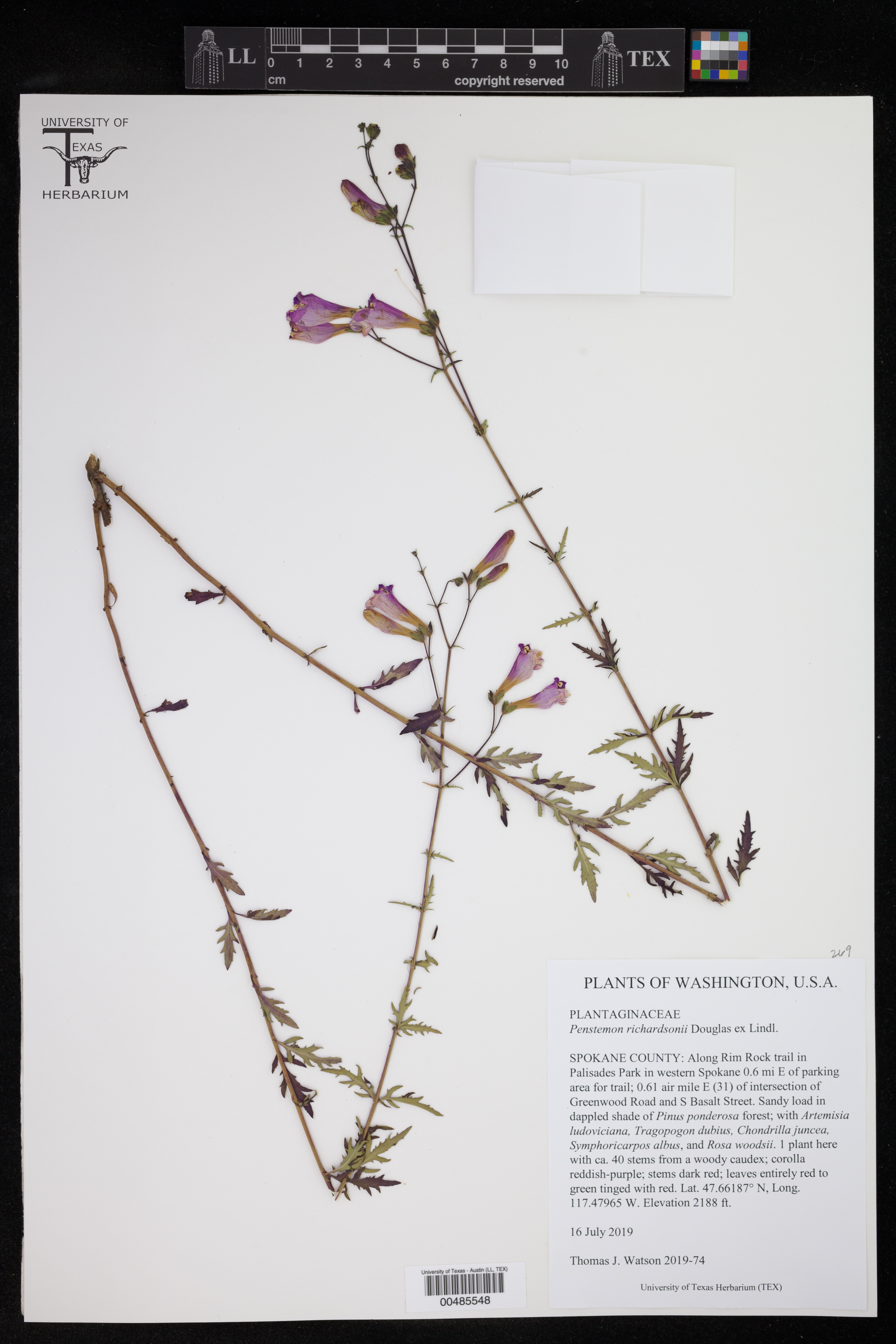 Penstemon richardsonii thumbnail