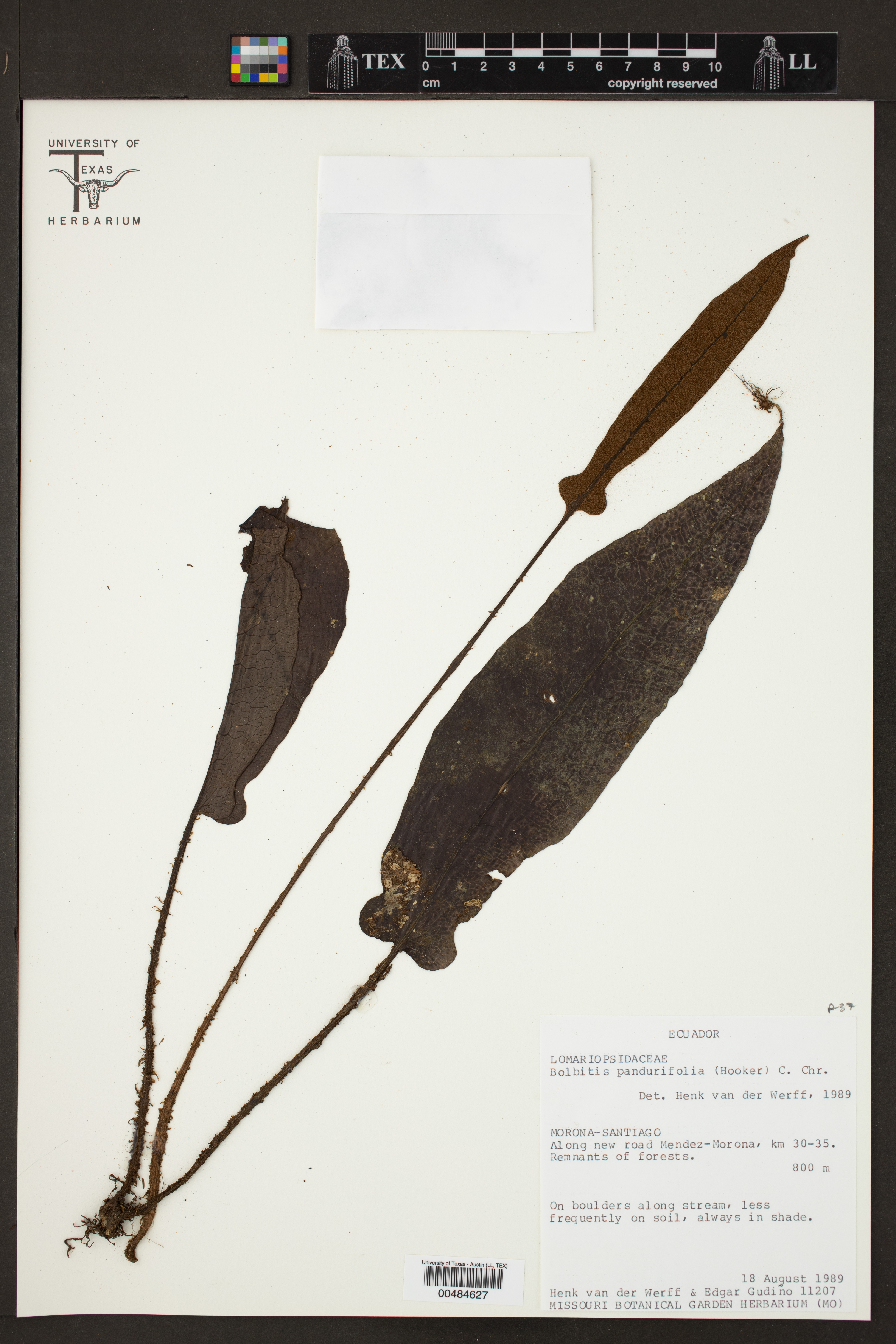 Bolbitis pandurifolia image
