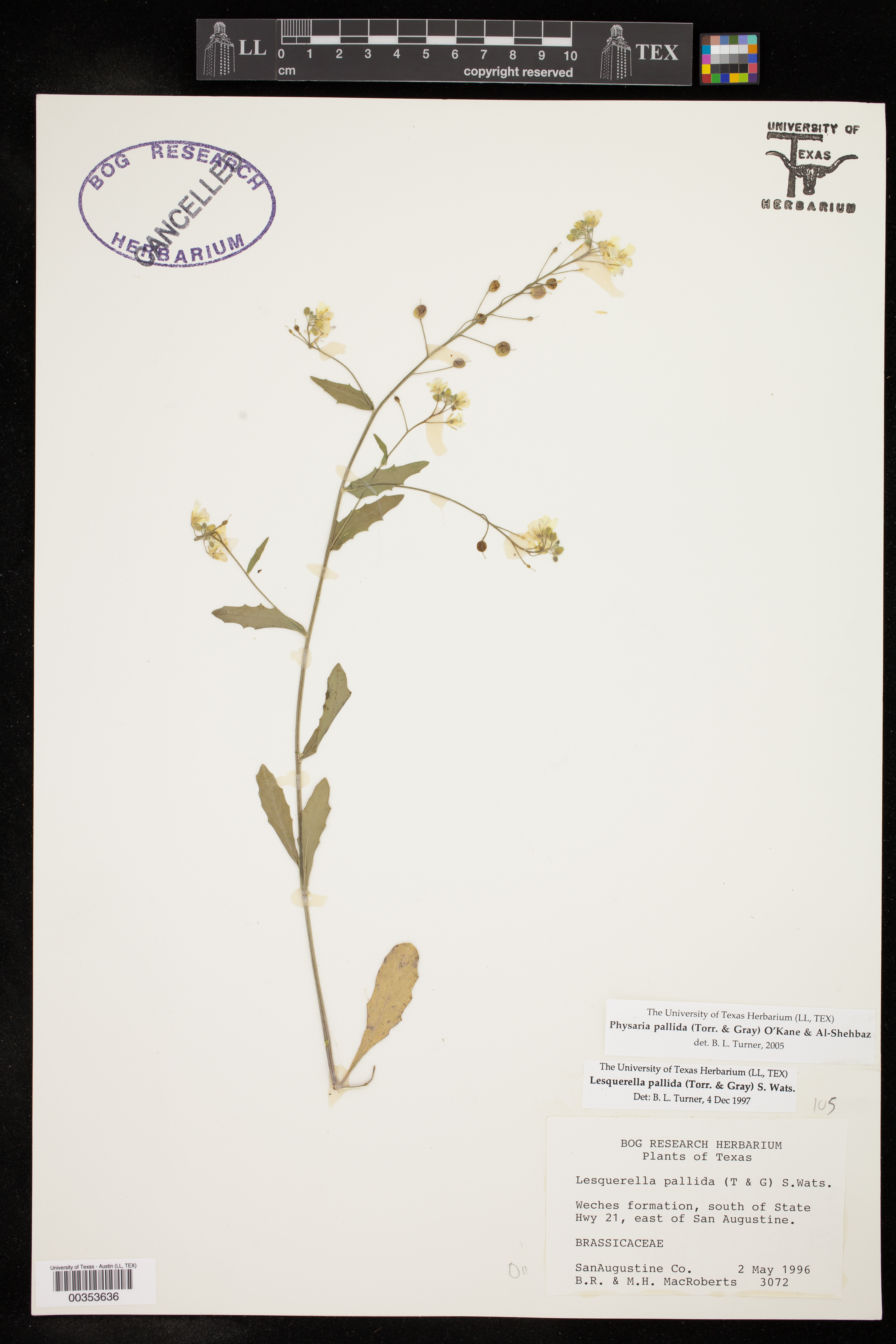 Physaria pallida