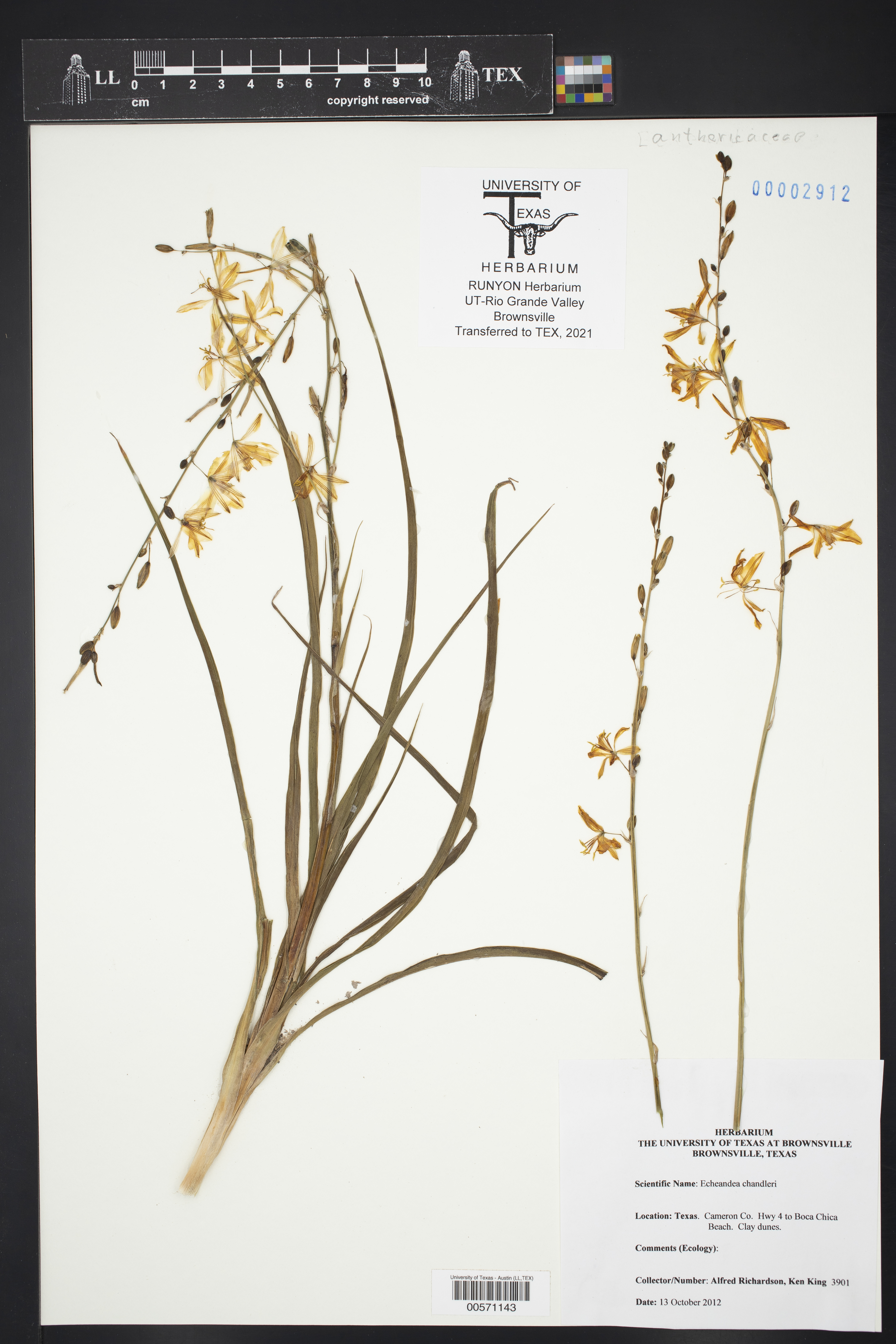 Echeandia chandleri thumbnail