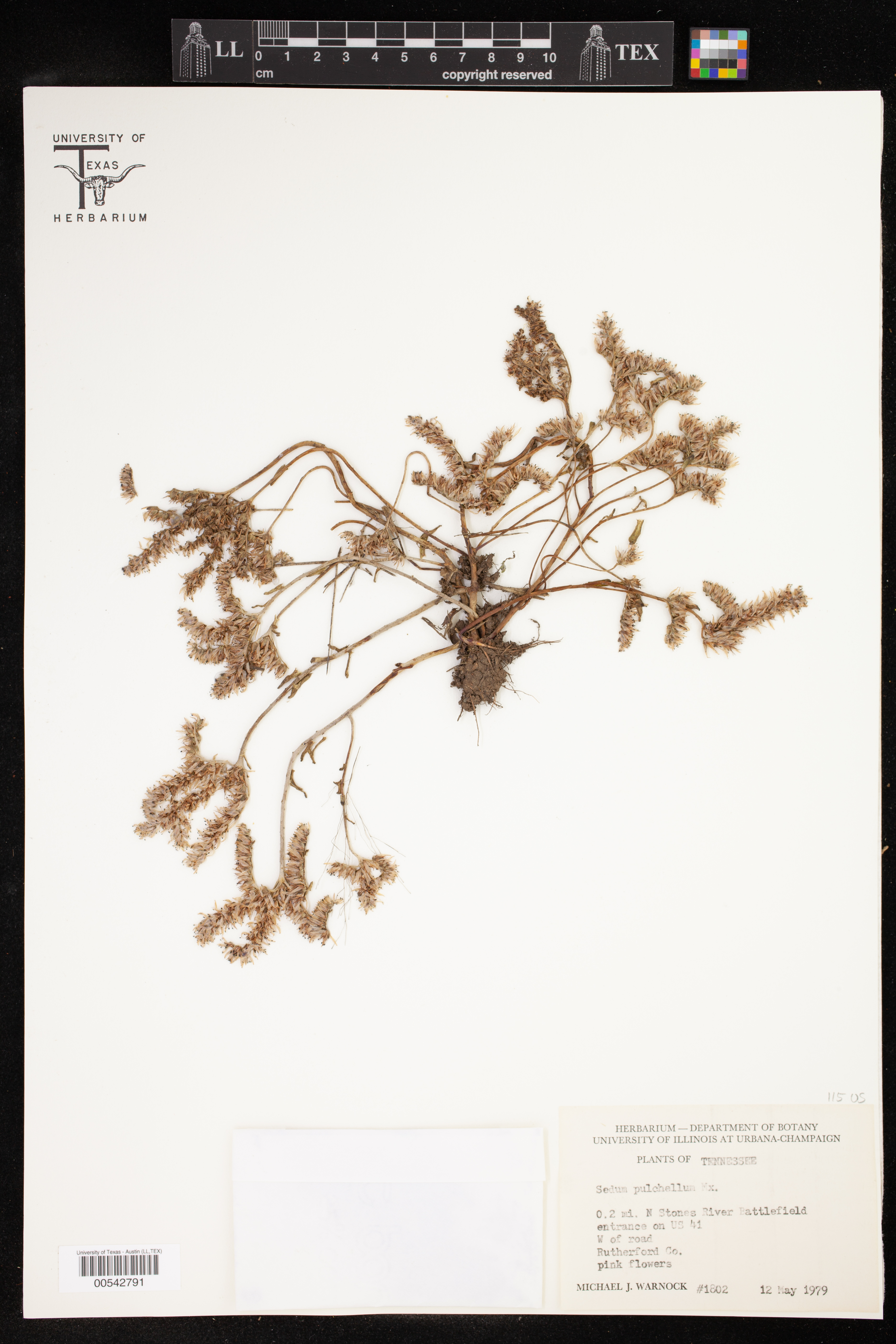 Sedum pulchellum thumbnail