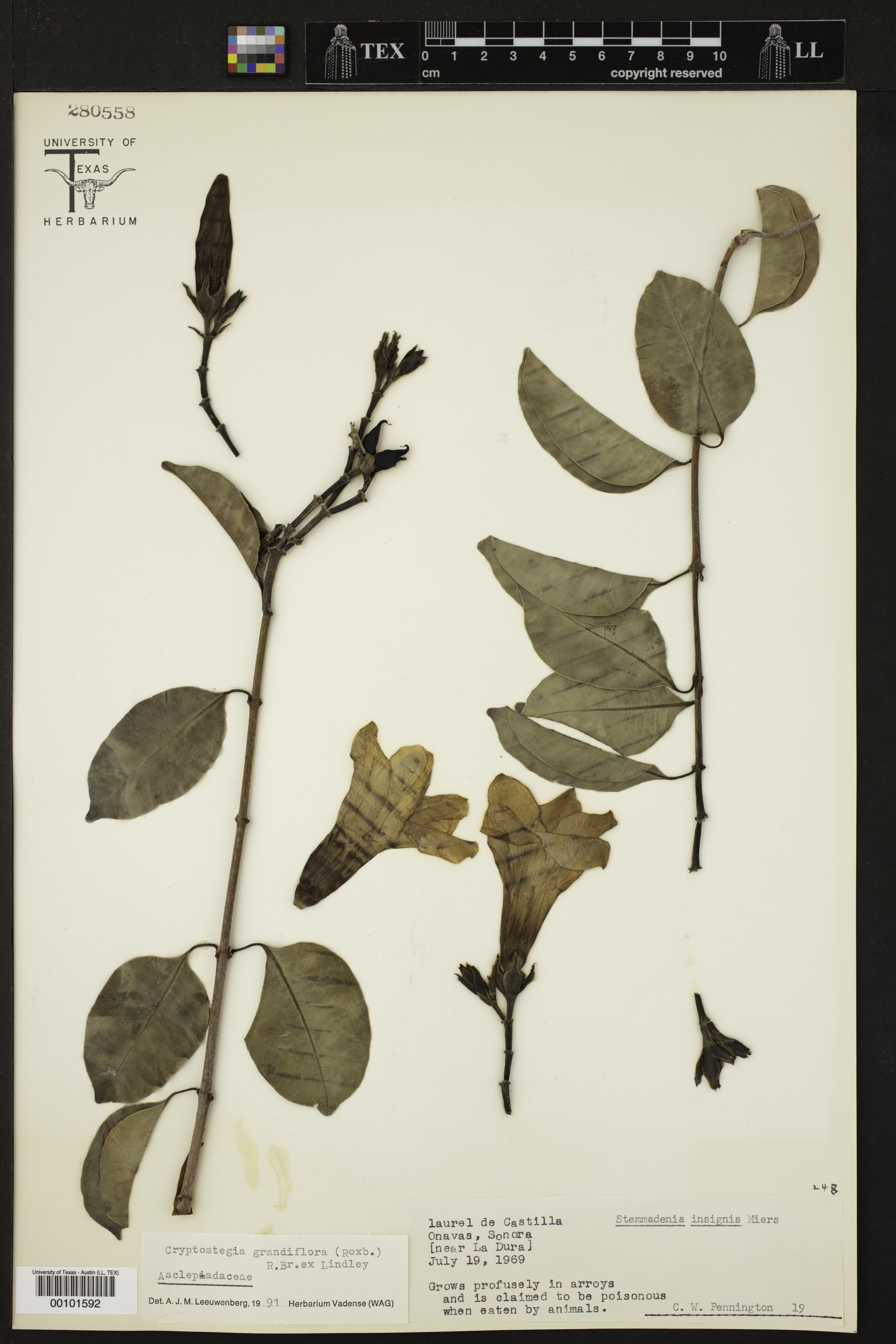 Cryptostegia grandiflora