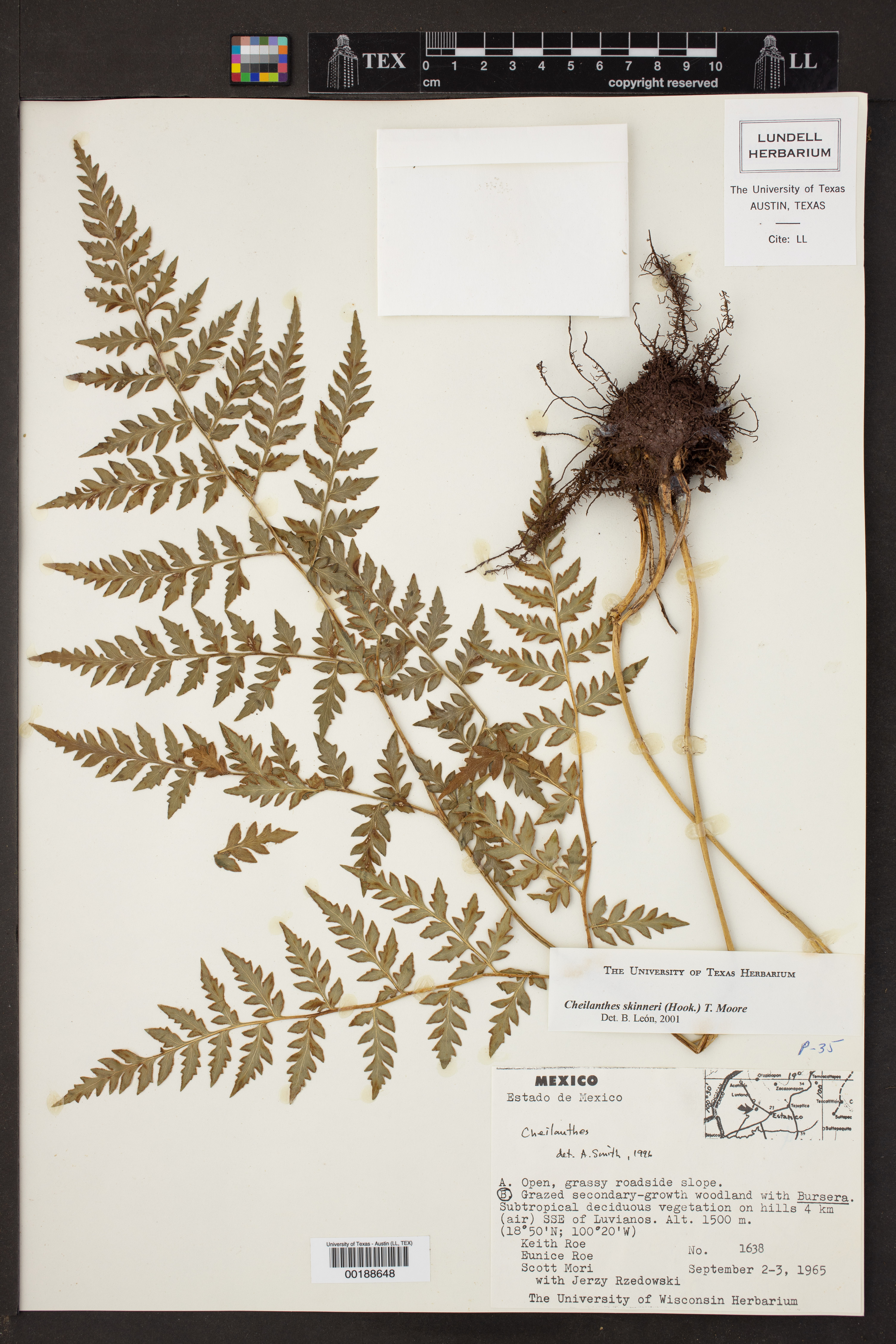 Cheilanthes skinneri image