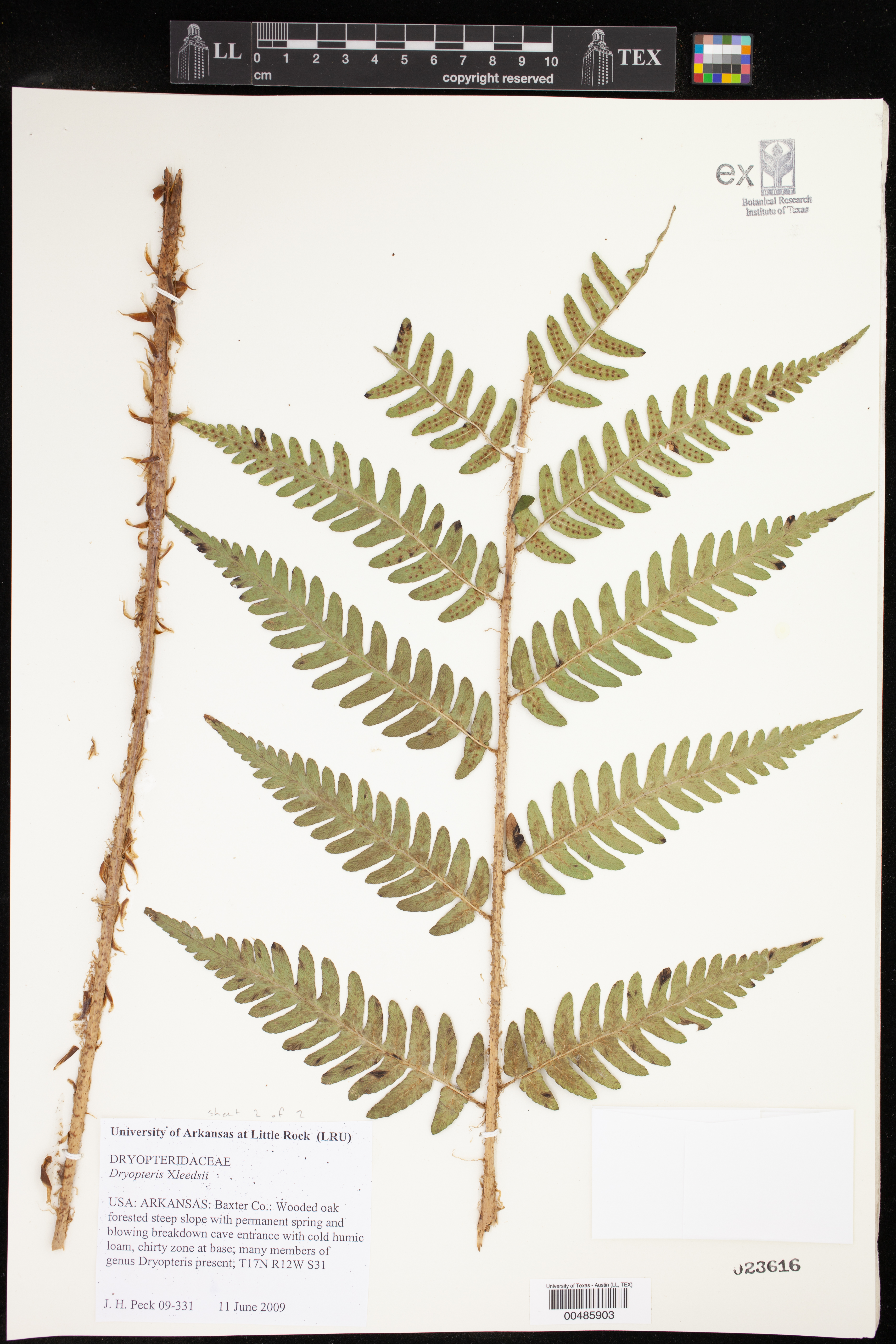 Dryopteris leedsii thumbnail