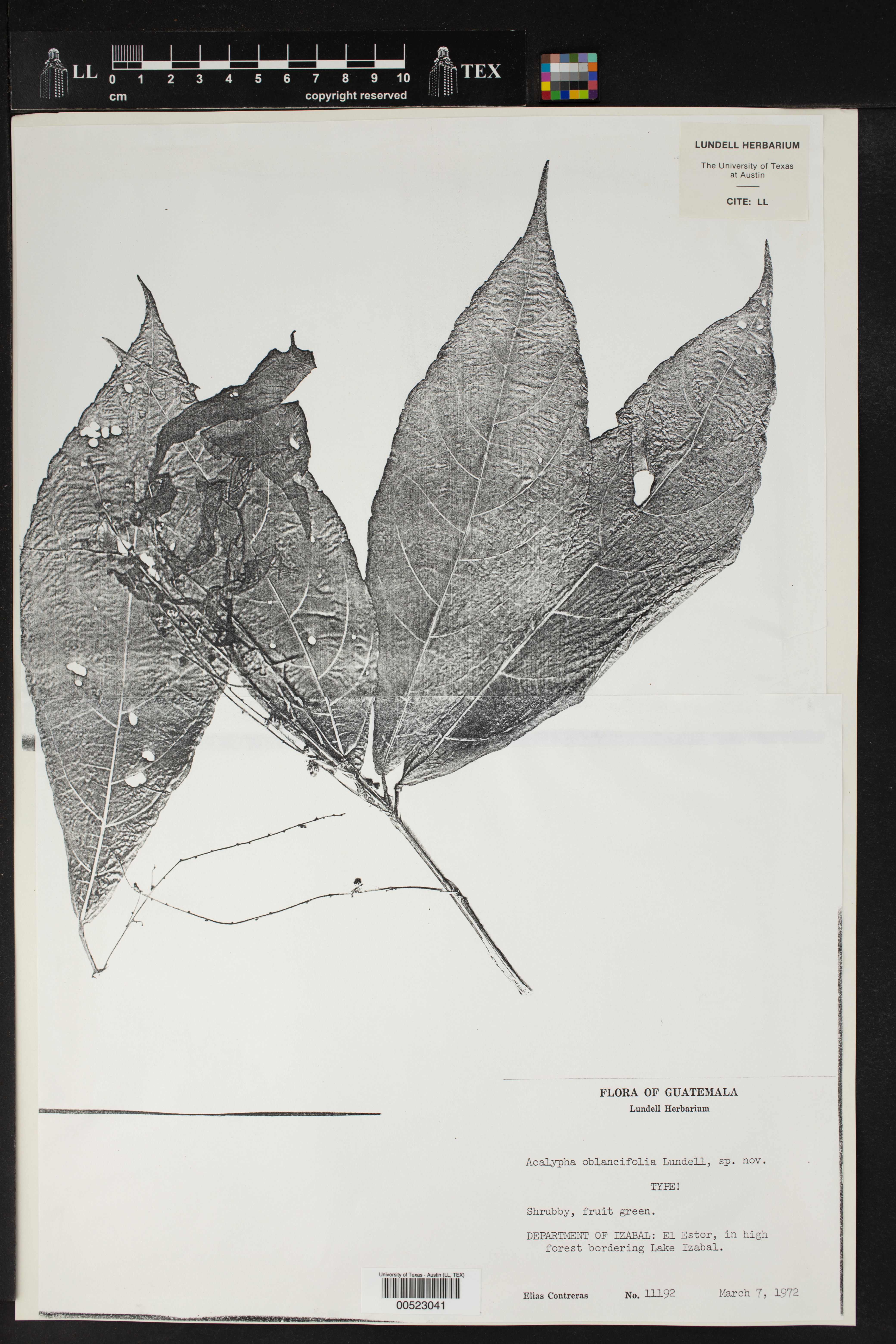 Acalypha oblancifolia