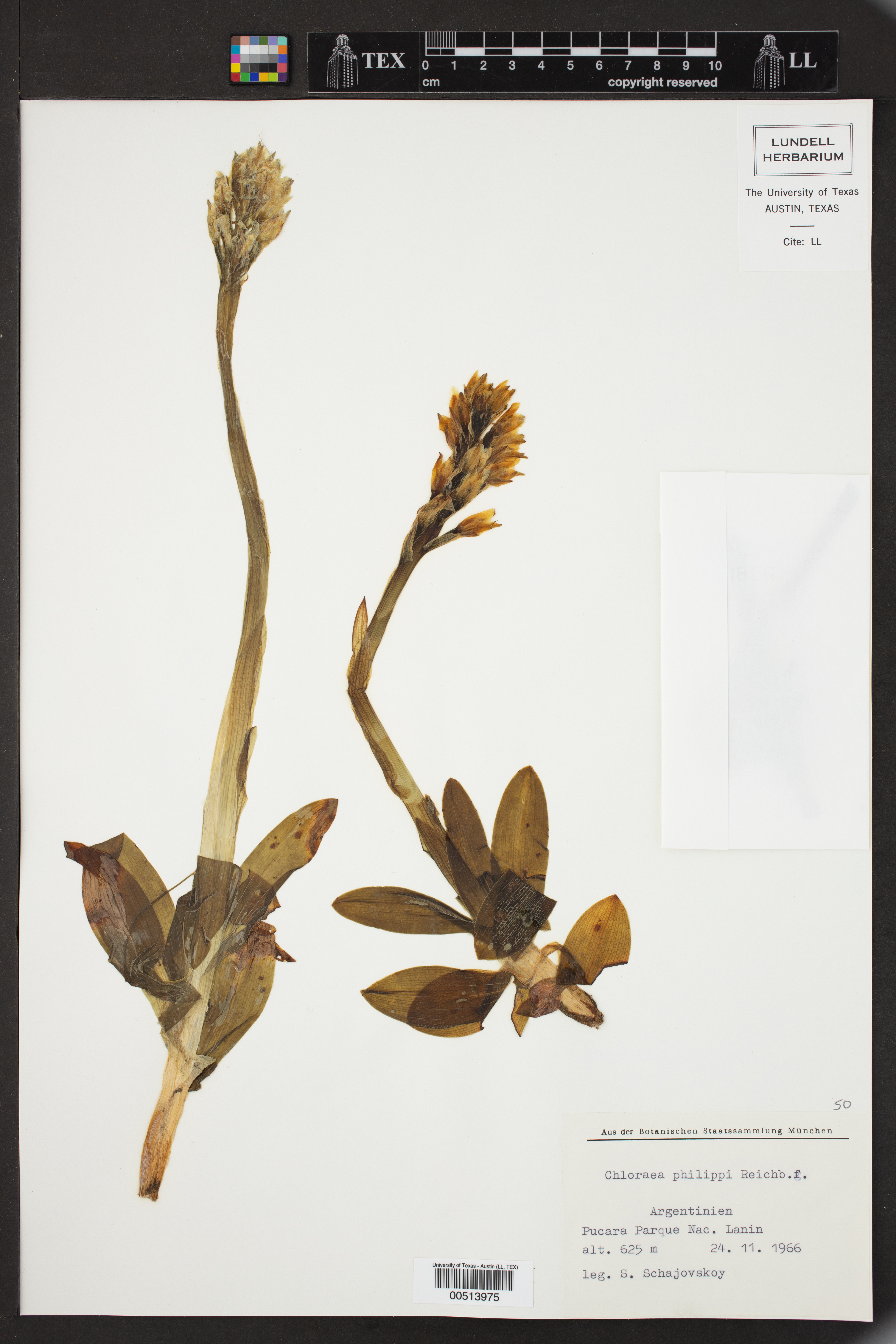 Chloraea philippii