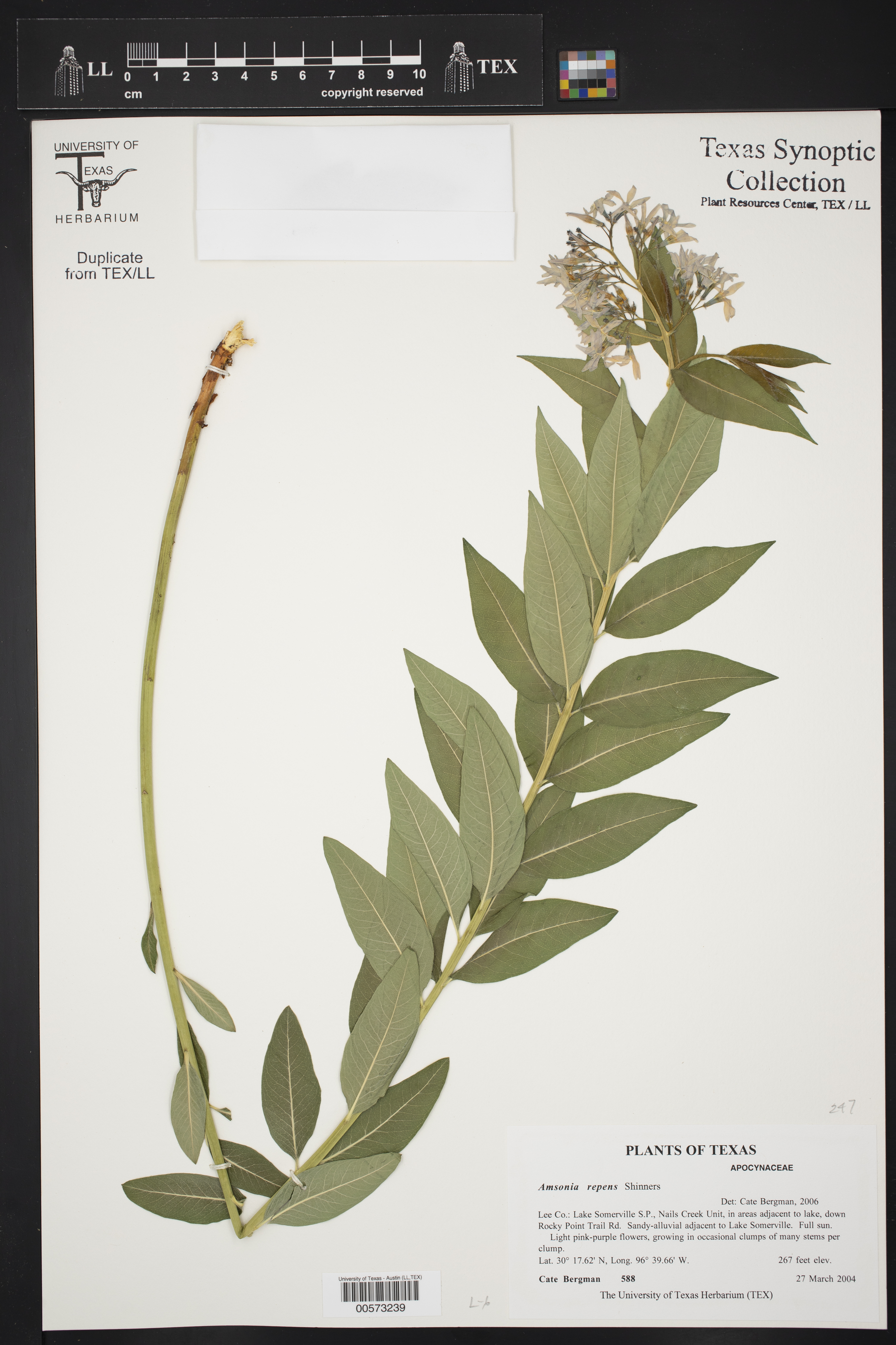 Amsonia repens