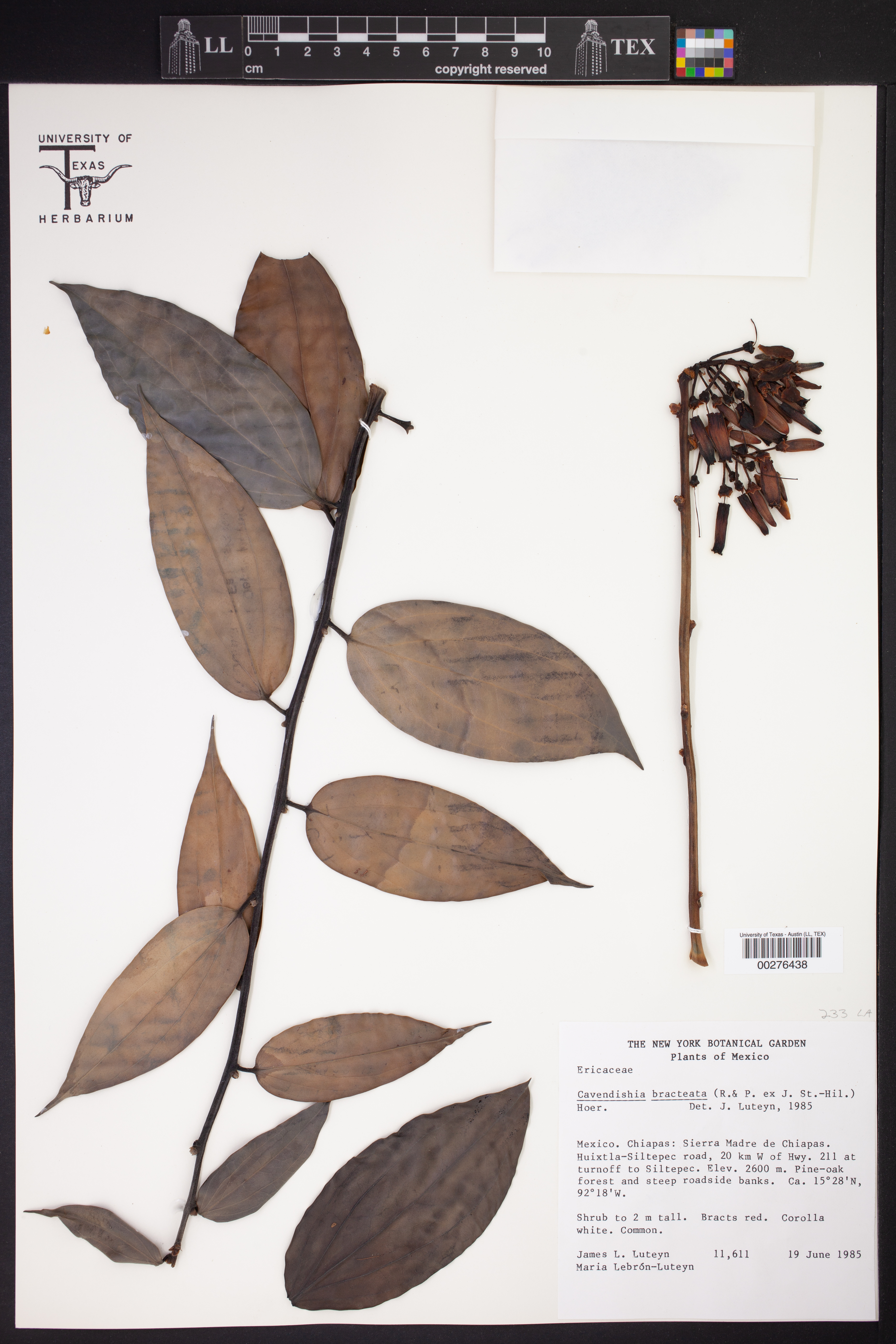 Cavendishia bracteata