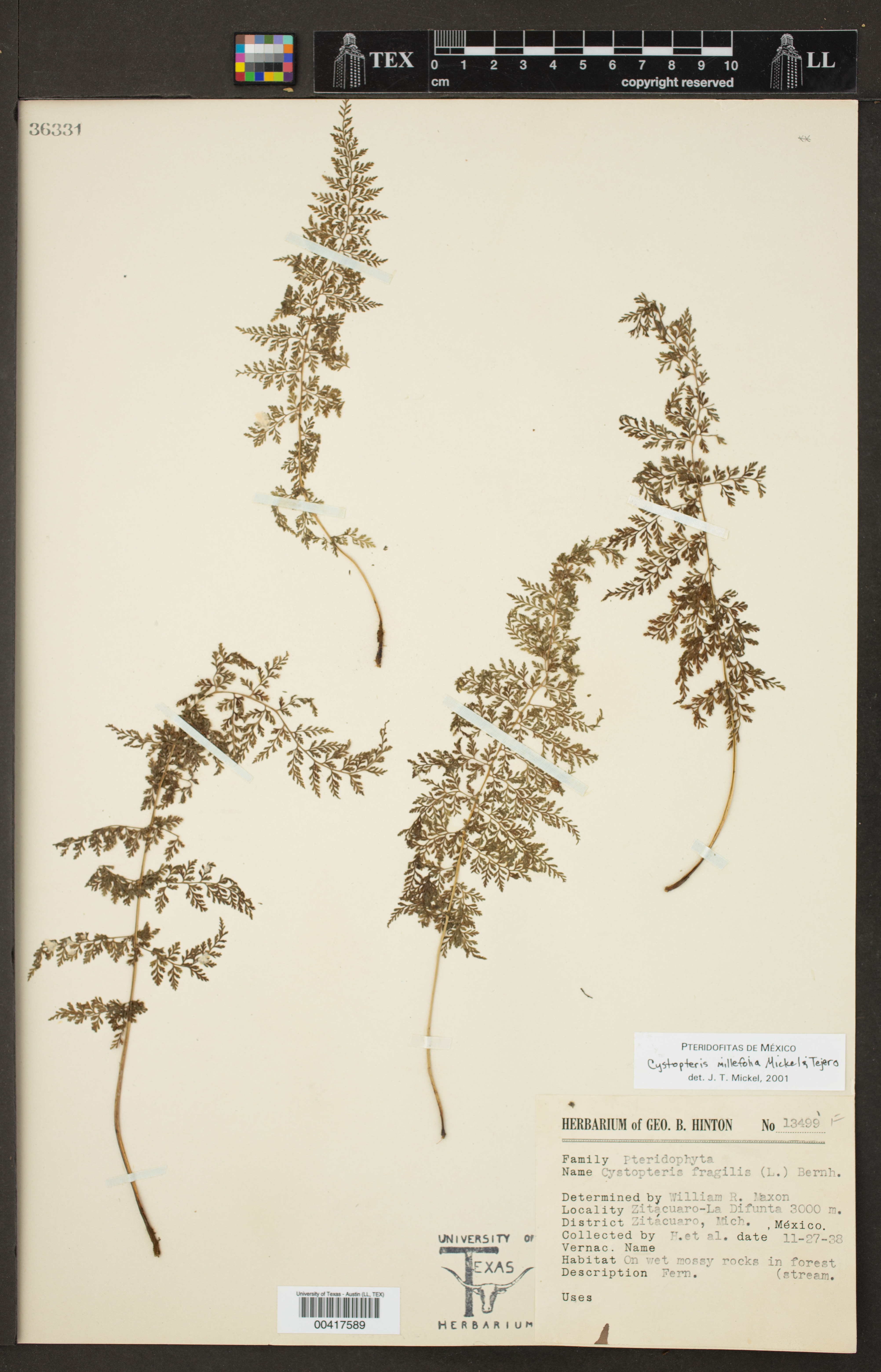 Cystopteris millefolia image
