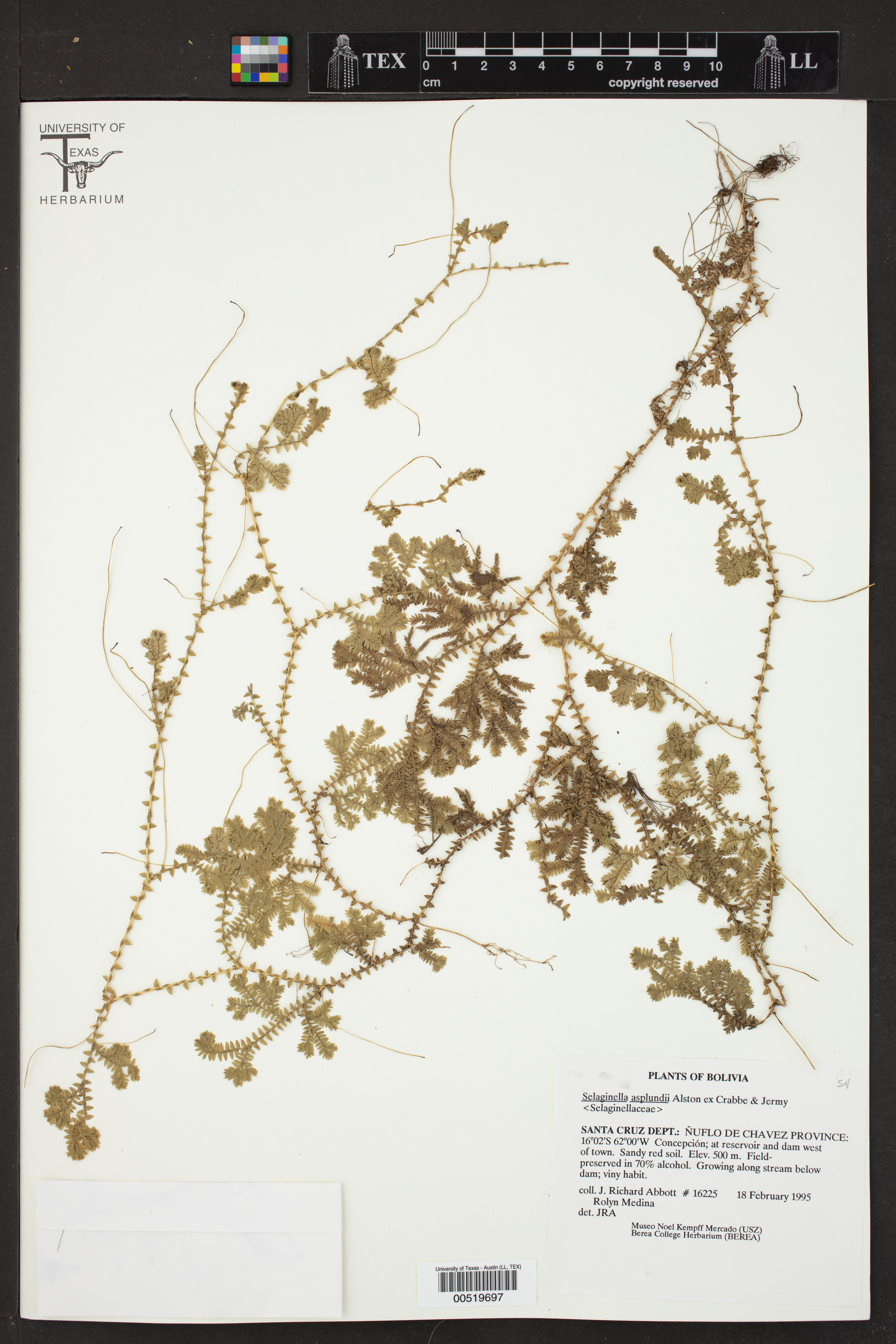 Selaginella asplundii image