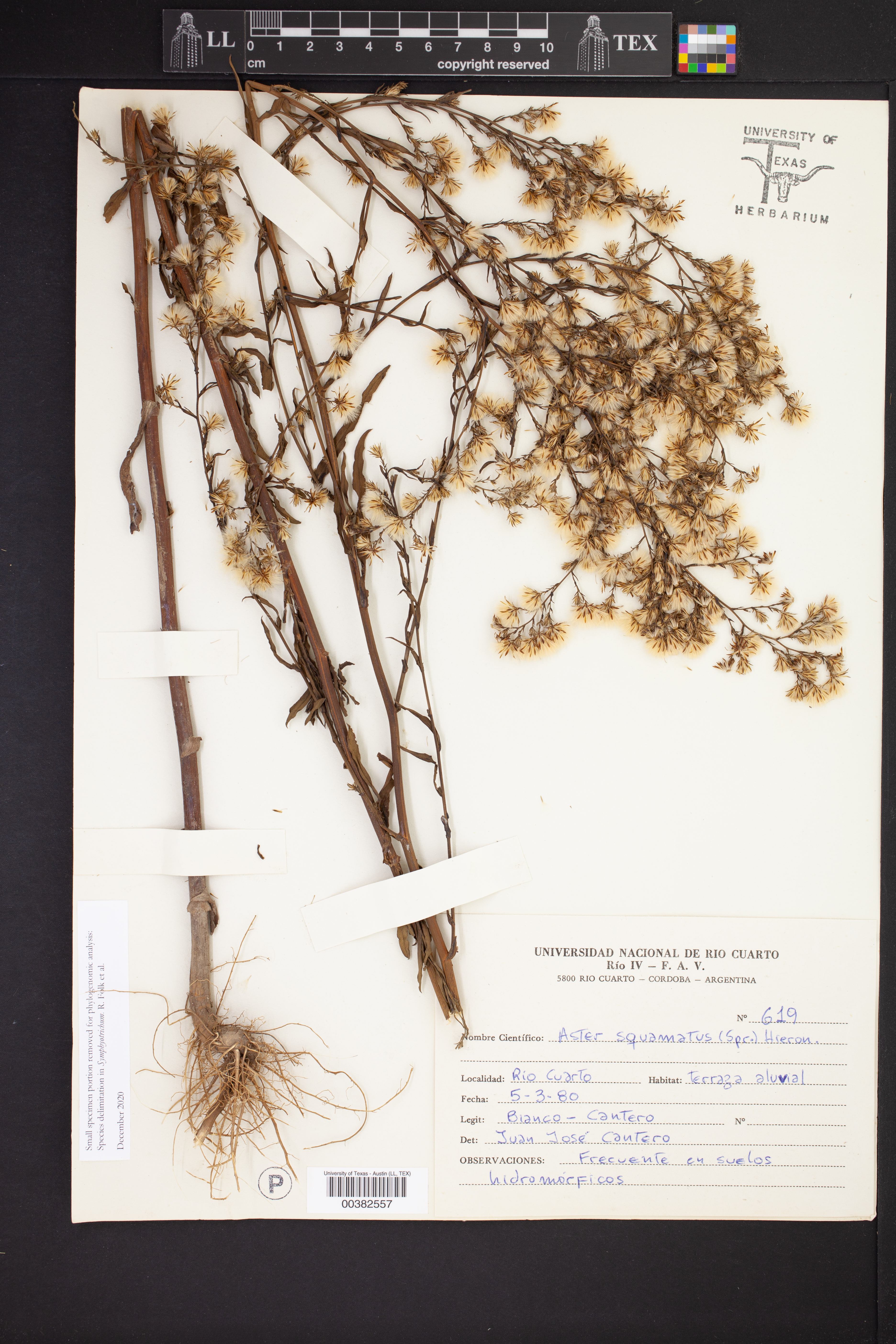 Aster squamatus