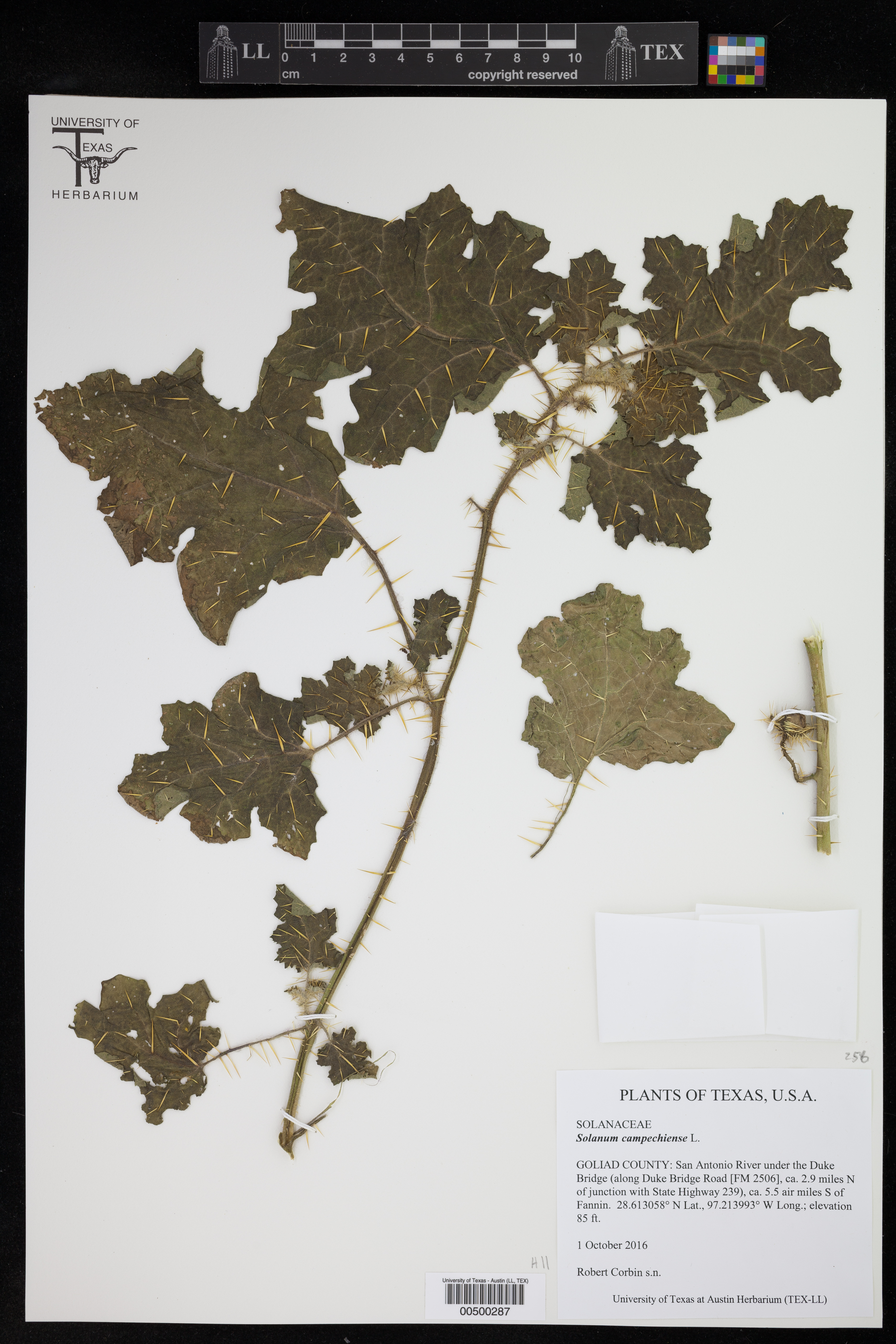 Solanum campechiense thumbnail