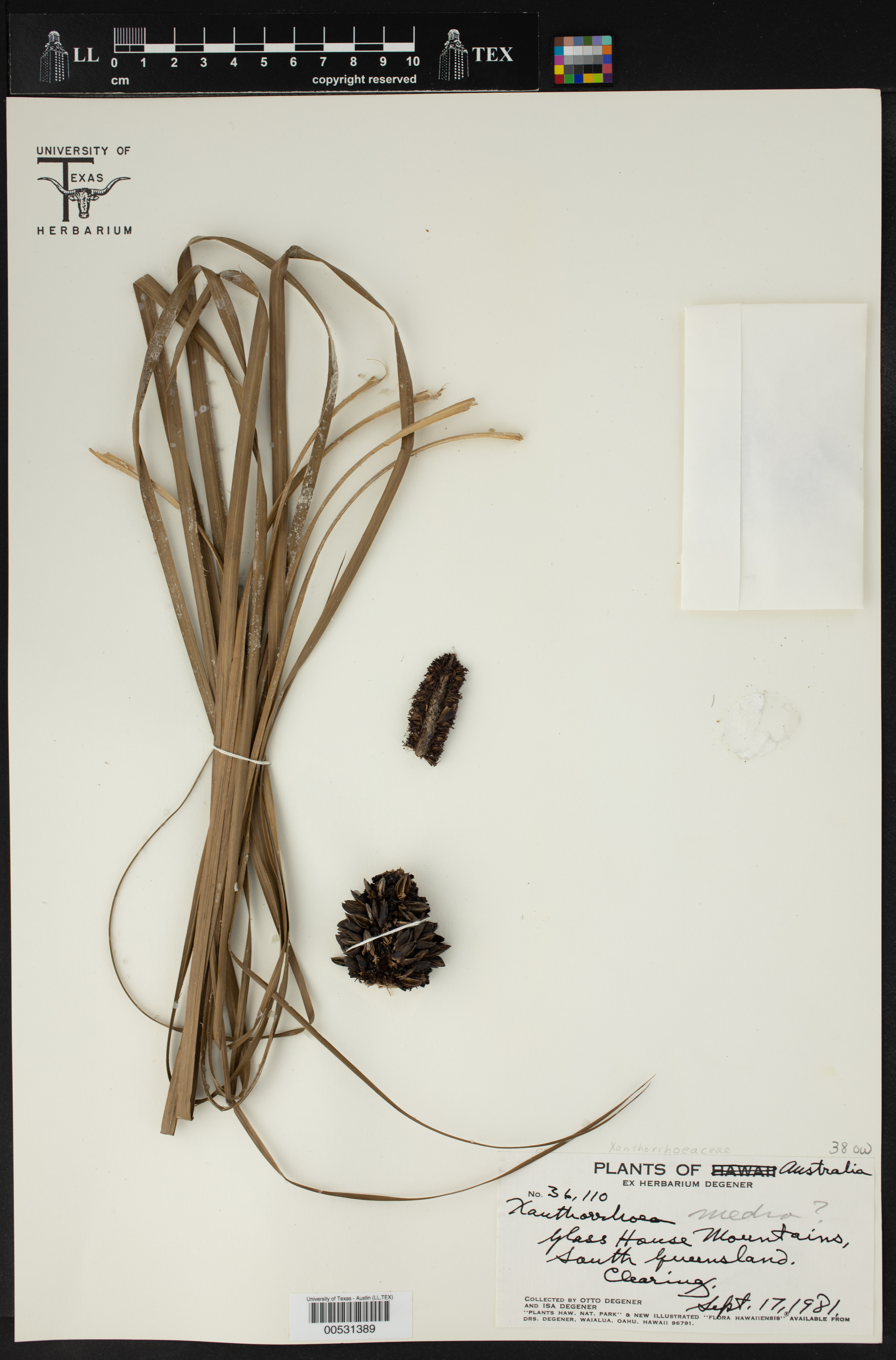 Xanthorrhoea media thumbnail