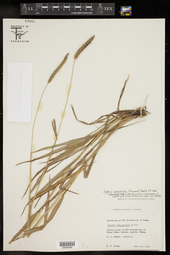 SEINet Portal Network - Setaria sphacelata